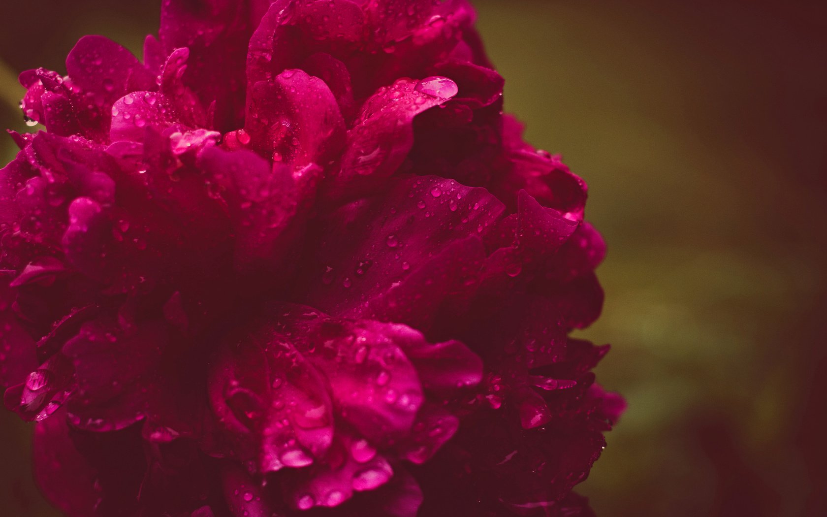 Обои макро, цветок, роса, капли, macro, flower, rosa, drops разрешение 1920x1272 Загрузить