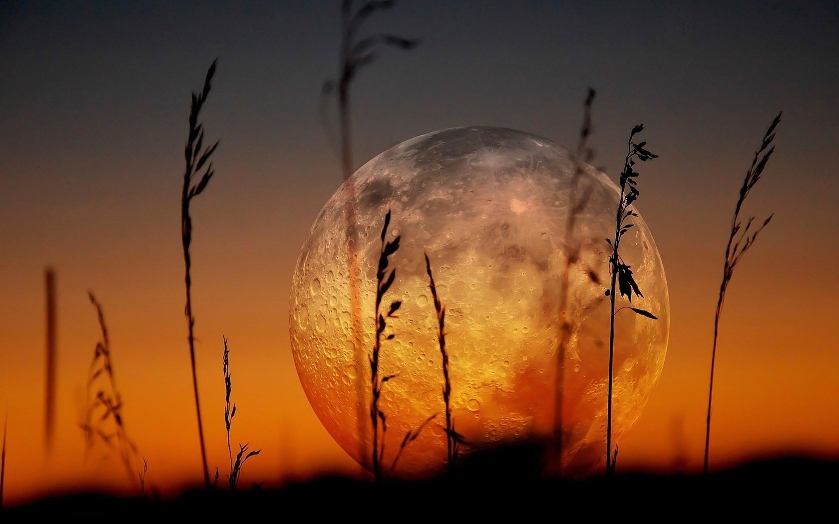 Обои трава, луна, на закате, grass, the moon, at sunset разрешение 1920x1080 Загрузить