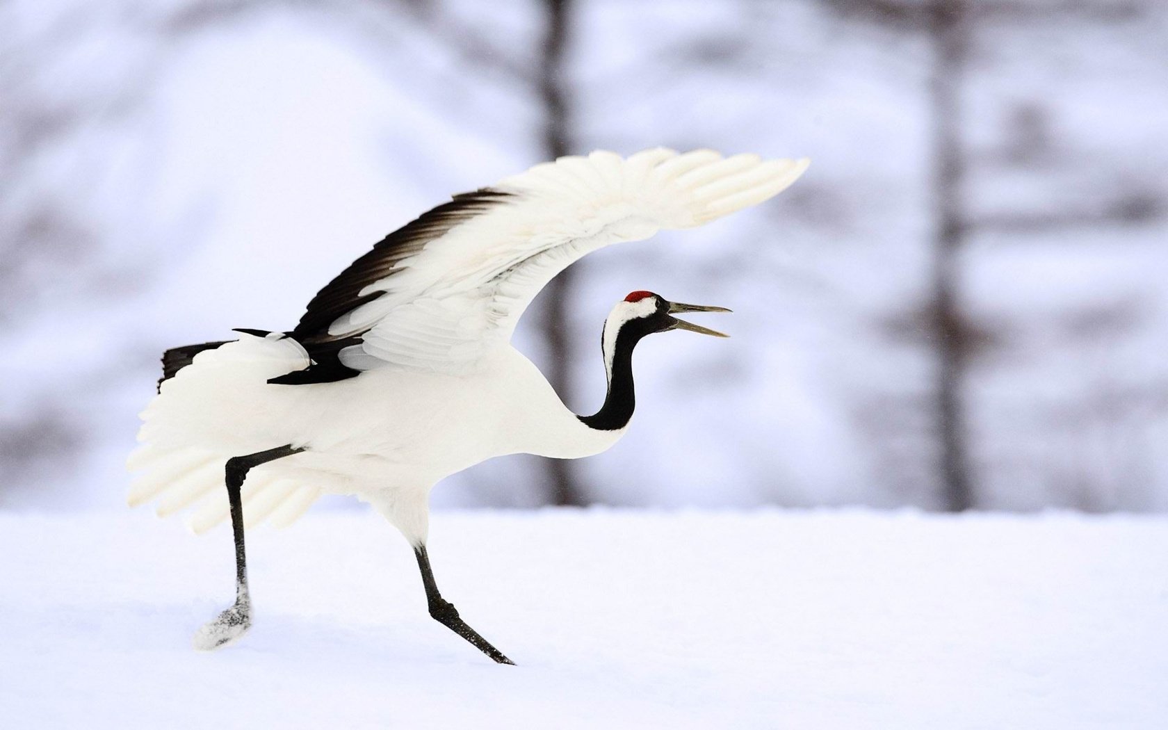 Обои снег, крылья, птица, клюв, перья, журавль, японский журавль, snow, wings, bird, beak, feathers, crane, japanese crane разрешение 1920x1200 Загрузить