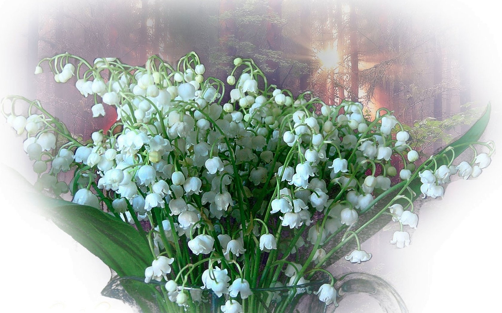 Обои белый, ландыши, весна, букет, white, lilies of the valley, spring, bouquet разрешение 1920x1200 Загрузить