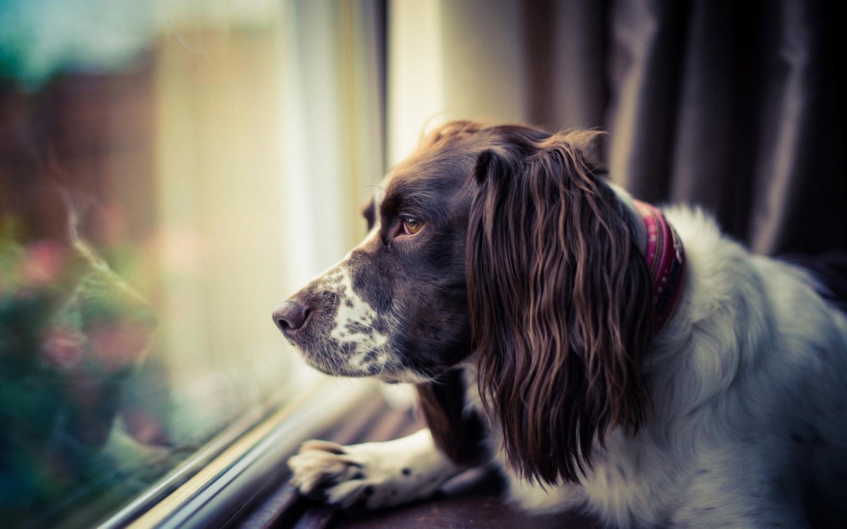 Обои морда, грусть, взгляд, собака, окно, спаниель, face, sadness, look, dog, window, spaniel разрешение 1920x1200 Загрузить