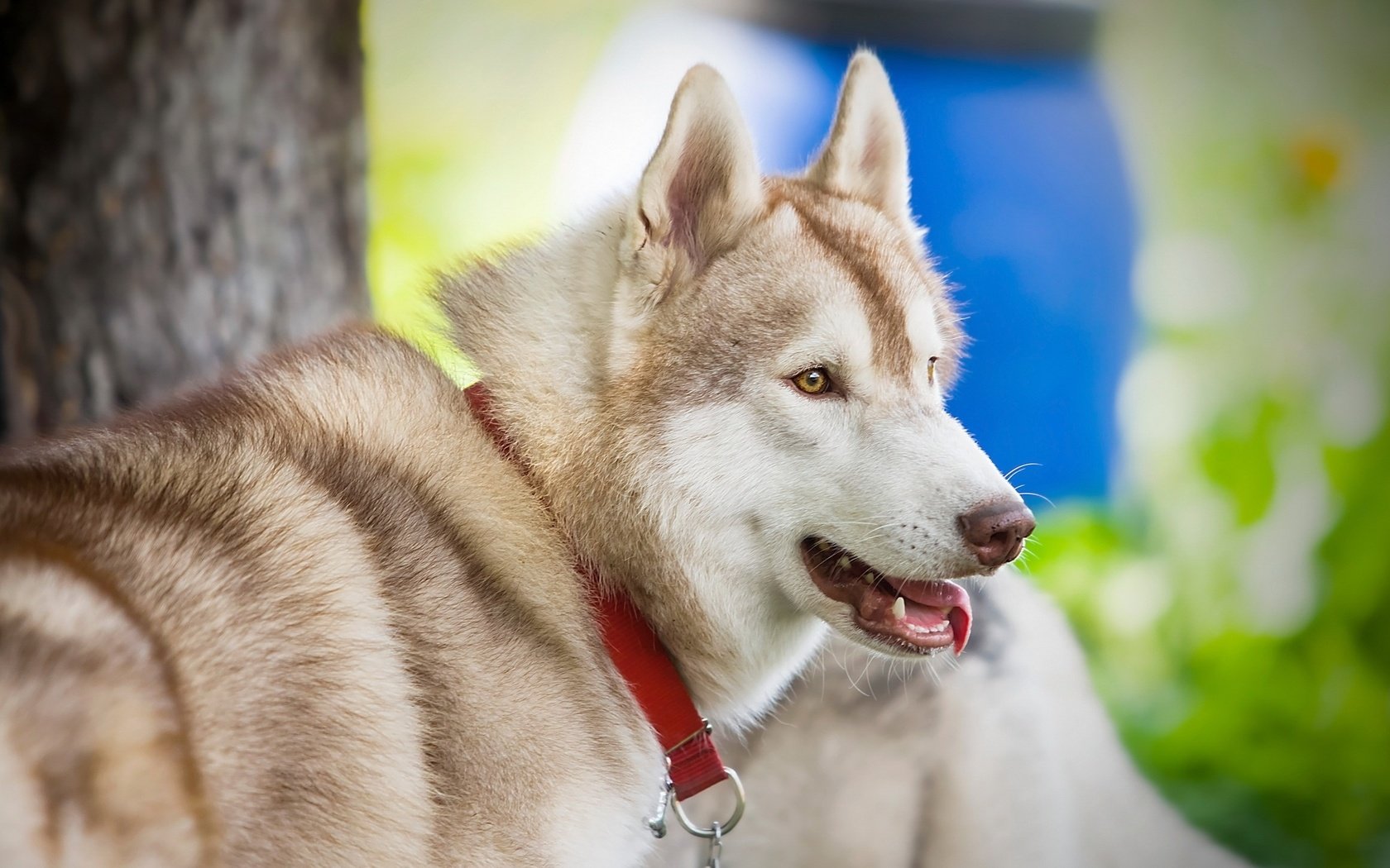 Обои глаза, взгляд, собака, хаски, язык, eyes, look, dog, husky, language разрешение 2560x1600 Загрузить