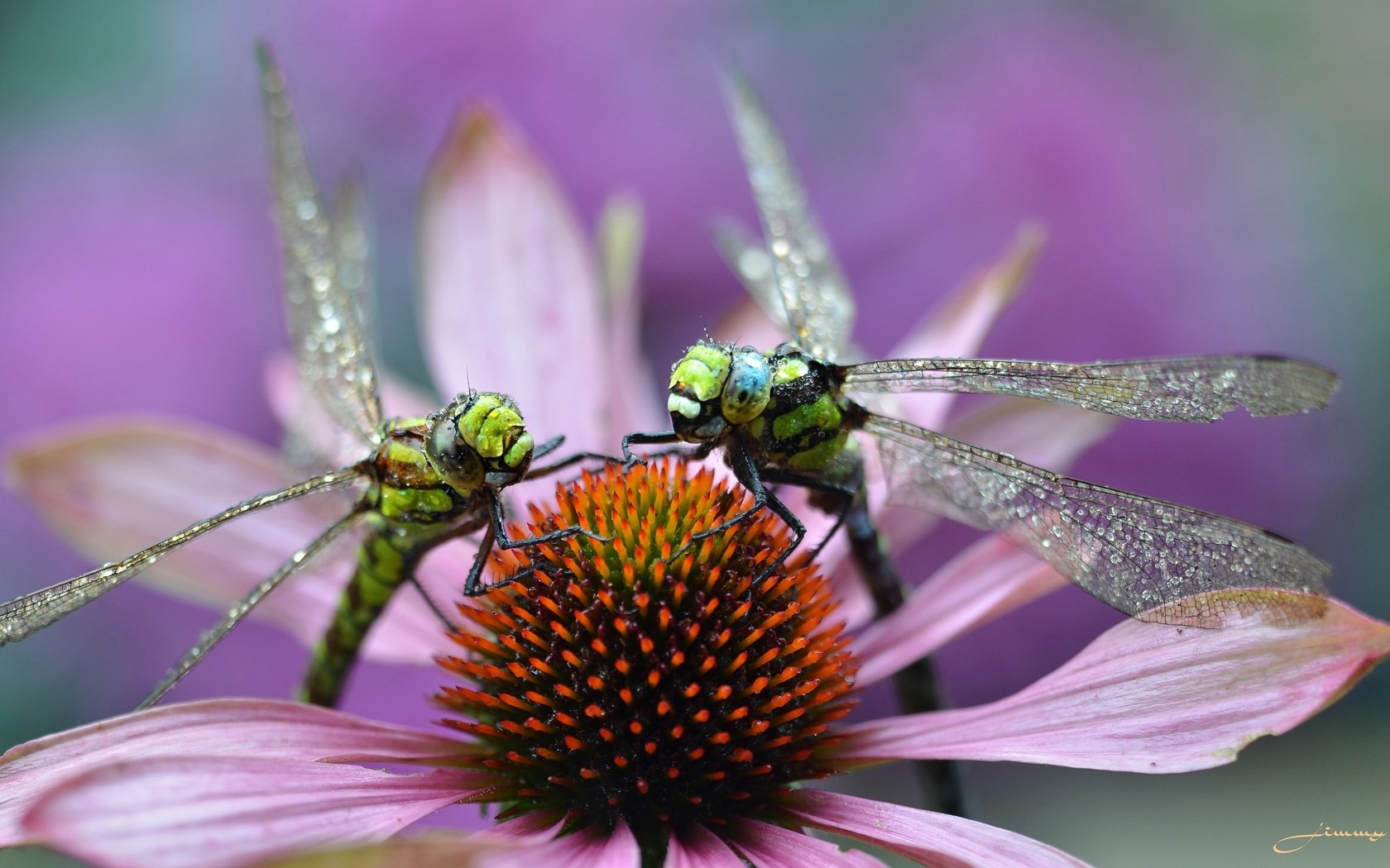 Обои макро, цветок, насекомые, стрекозы, macro, flower, insects, dragonflies разрешение 3879x2372 Загрузить