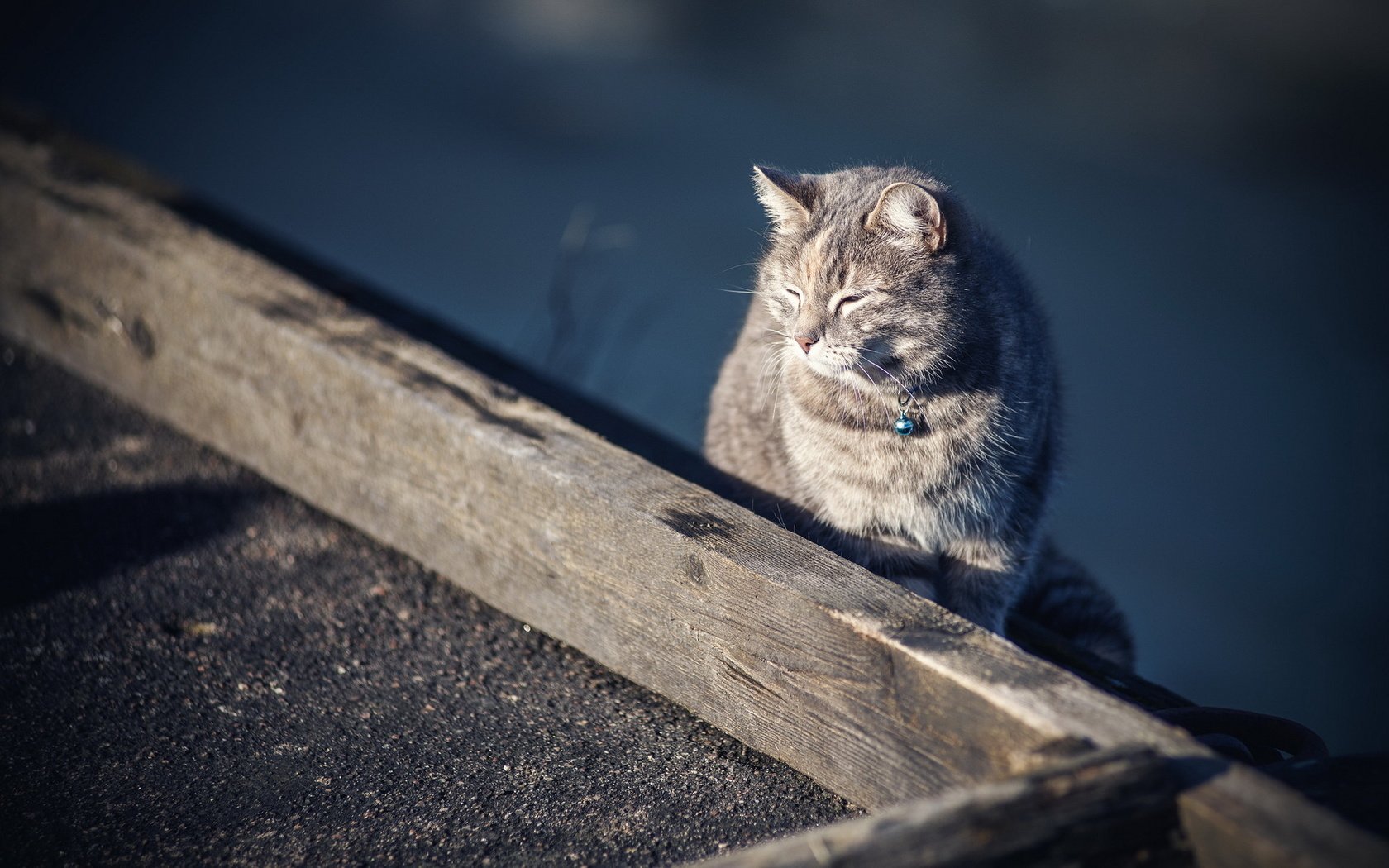 Обои кот, кошка, ошейник, cat, collar разрешение 1920x1200 Загрузить