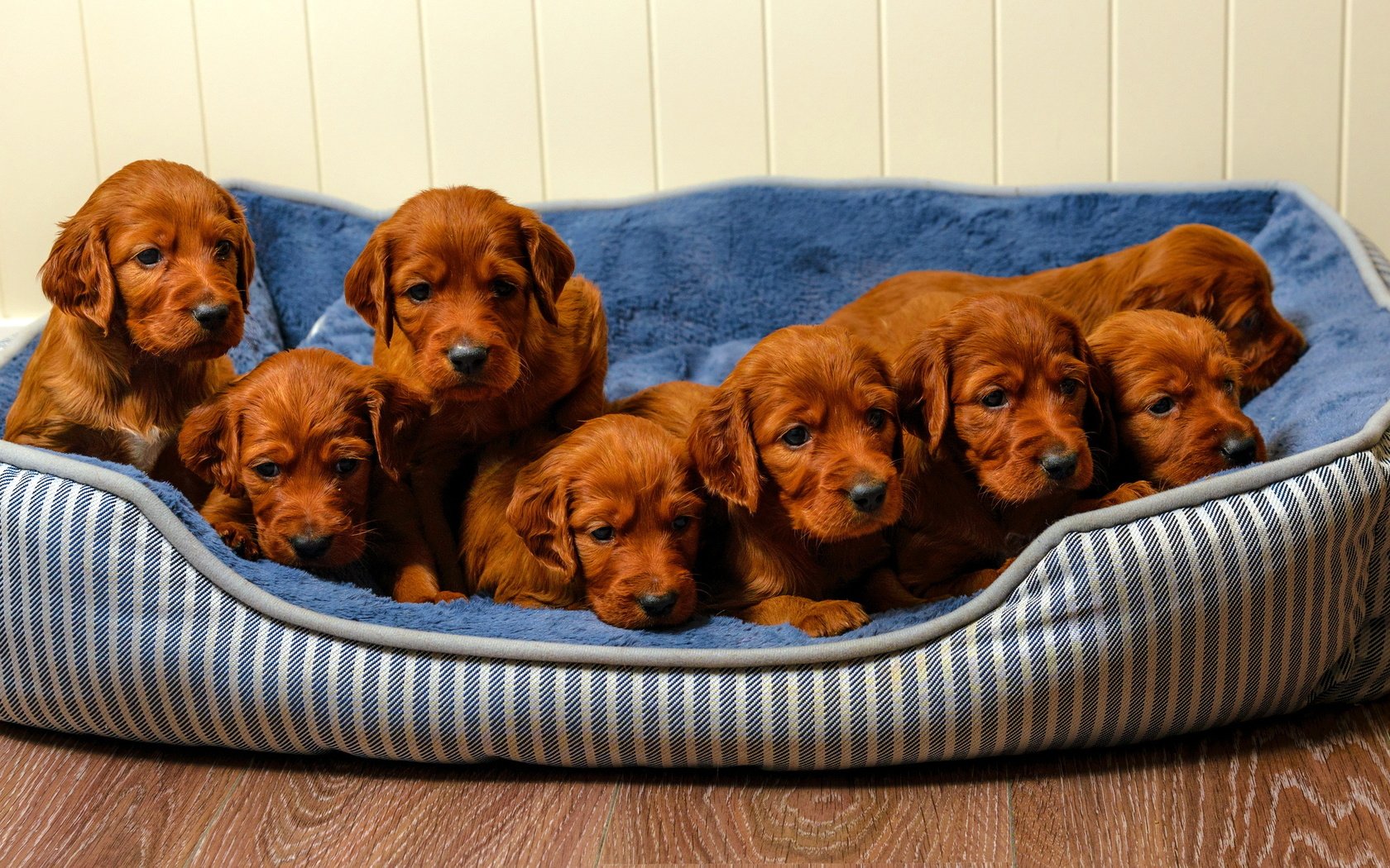 Обои щенки, собаки, ирландский сеттер, puppies, dogs, irish setter разрешение 2766x1440 Загрузить