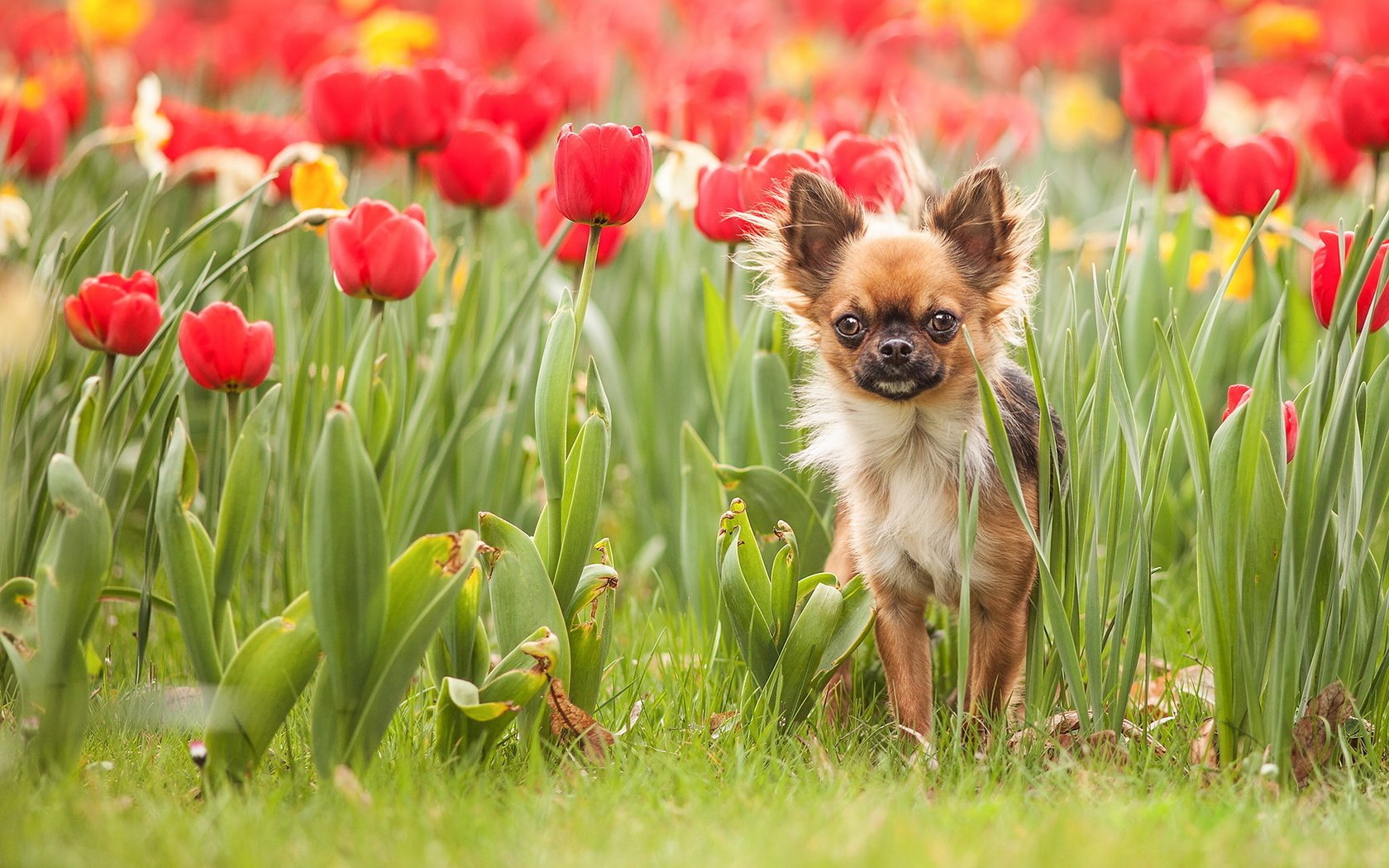 Обои цветы, трава, собака, тюльпаны, чихуахуа, flowers, grass, dog, tulips, chihuahua разрешение 1920x1200 Загрузить