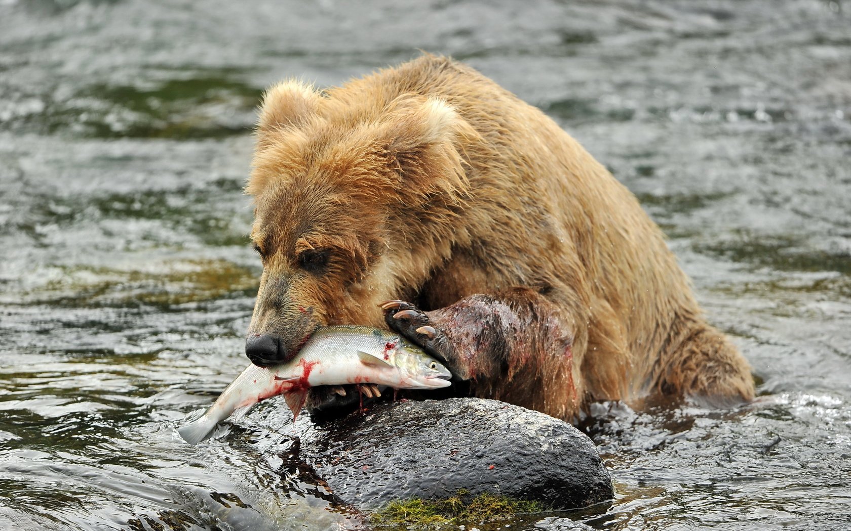 Обои река, медведь, камень, рыба, бурый медведь, в воде, river, bear, stone, fish, brown bear, in the water разрешение 2560x1600 Загрузить