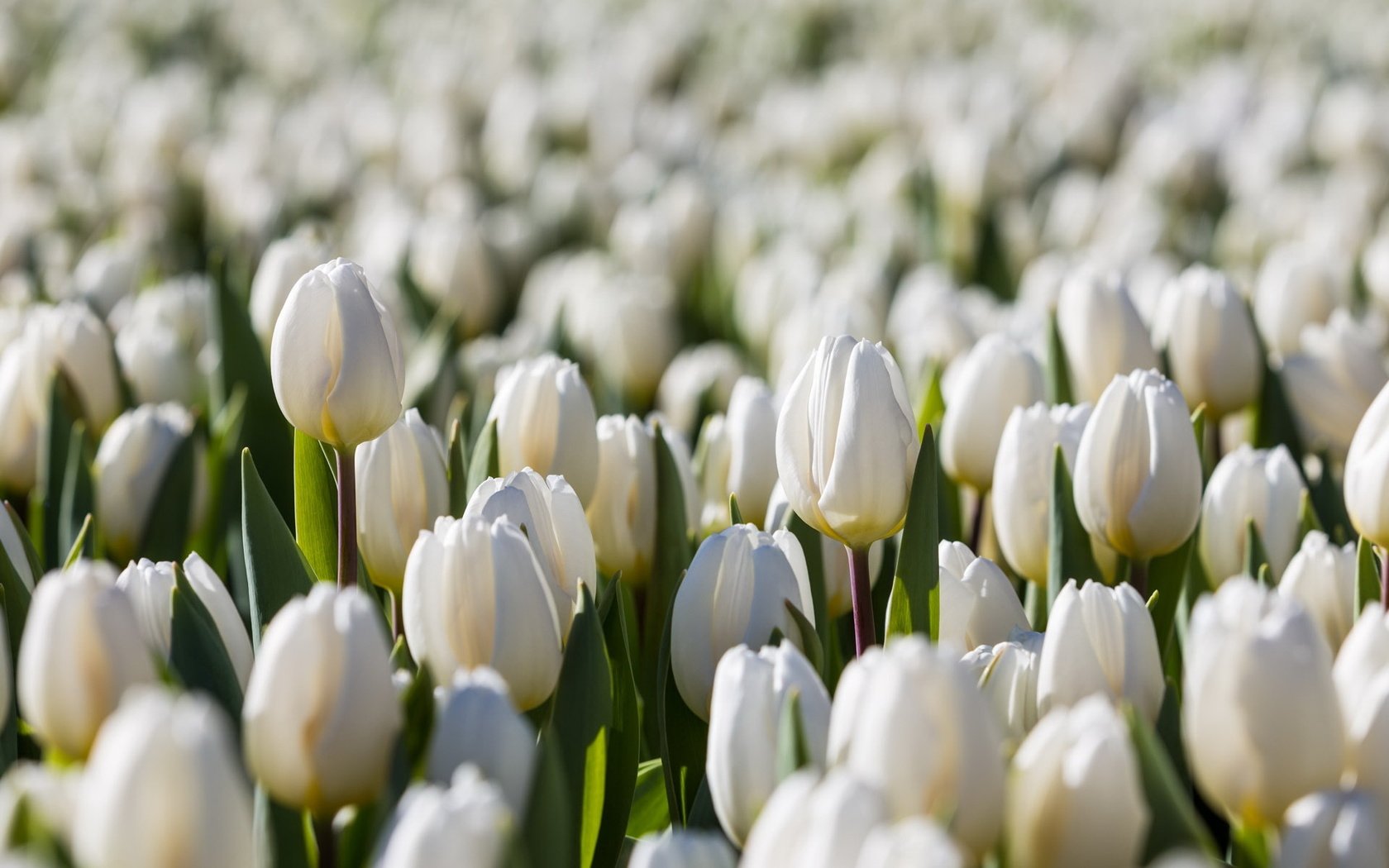 Обои цветы, природа, весна, тюльпаны, белые, flowers, nature, spring, tulips, white разрешение 1920x1200 Загрузить