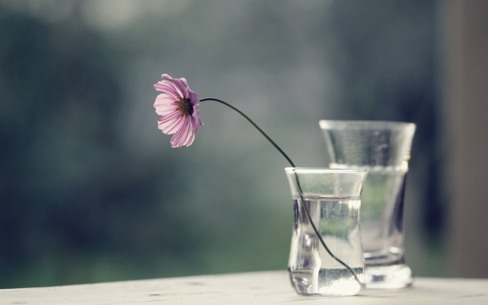 Обои вода, цветок, стекло, ваза, космея, water, flower, glass, vase, kosmeya разрешение 2560x1600 Загрузить