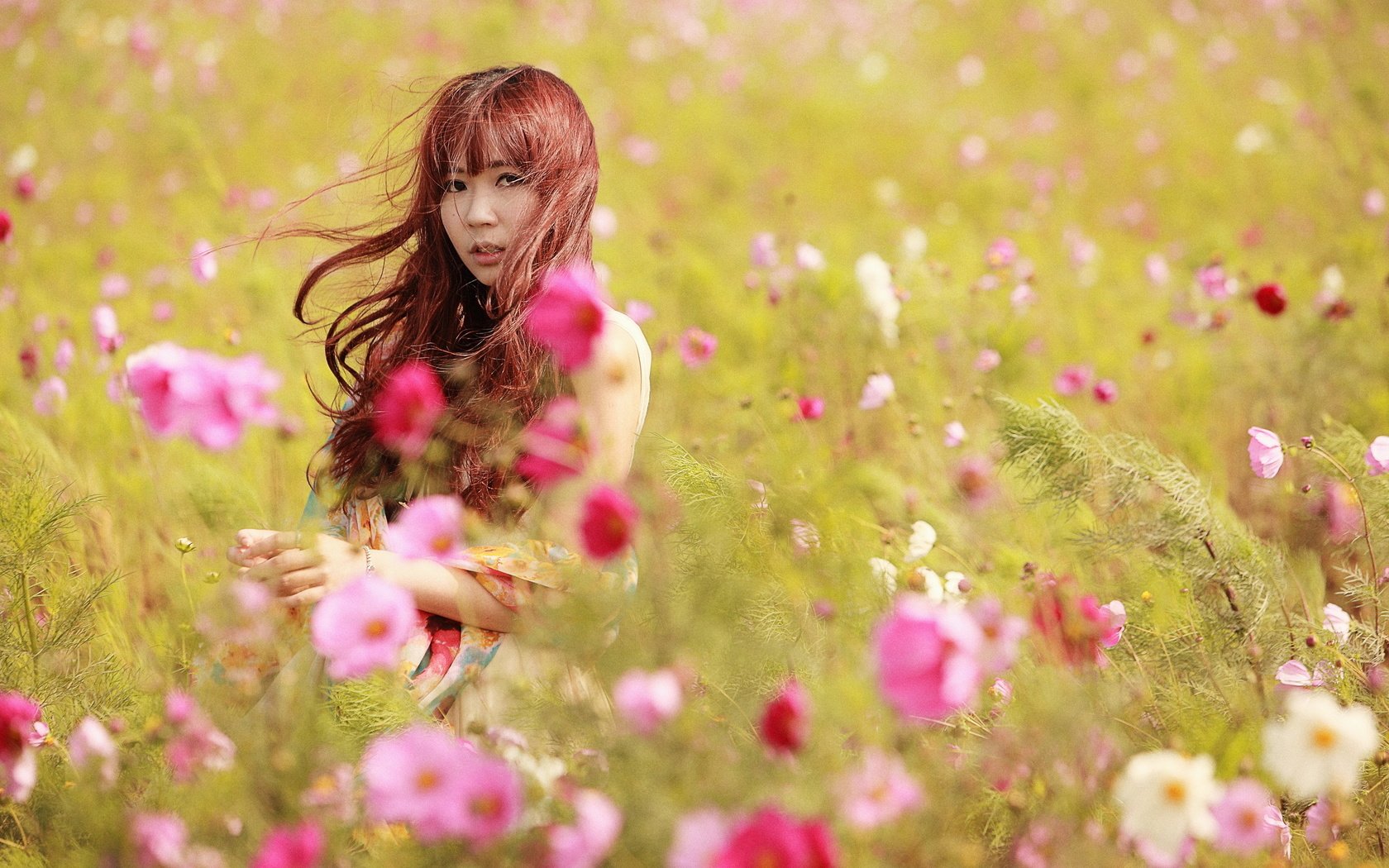 Обои цветы, девушка, луг, азиатка, космея, flowers, girl, meadow, asian, kosmeya разрешение 2560x1707 Загрузить