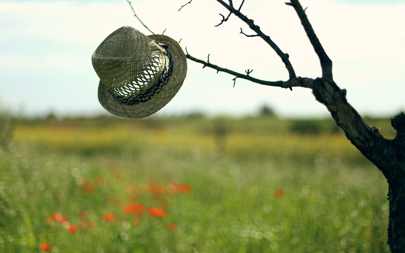 Обои небо, дерево, настроение, фон, поле, шляпа, the sky, tree, mood, background, field, hat разрешение 2560x1600 Загрузить