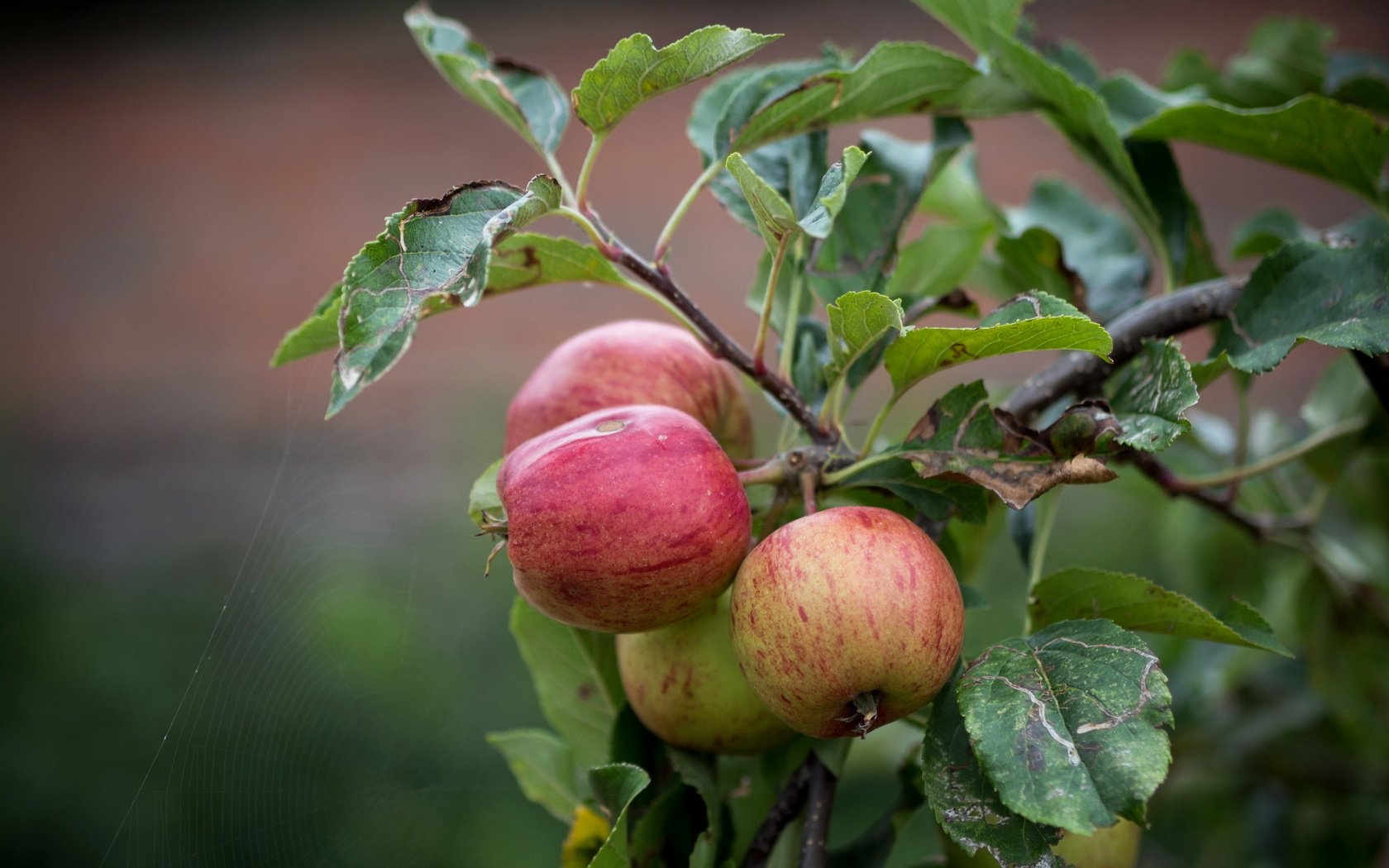 Обои природа, листья, ветки, яблоки, яблоня, nature, leaves, branches, apples, apple разрешение 2560x1600 Загрузить