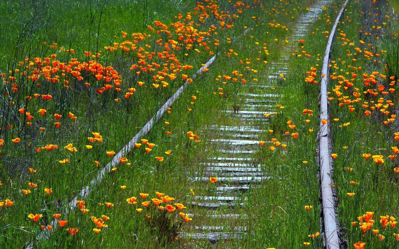 Обои цветы, трава, железная дорога, рельсы, природа, лето, маки, flowers, grass, railroad, rails, nature, summer, maki разрешение 1920x1200 Загрузить