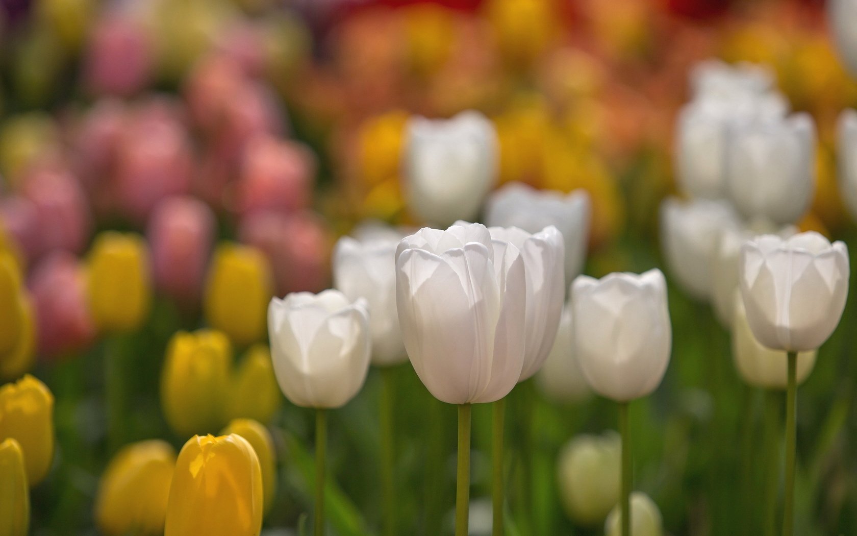 Обои цветы, природа, разноцветные, весна, тюльпаны, flowers, nature, colorful, spring, tulips разрешение 2047x1302 Загрузить