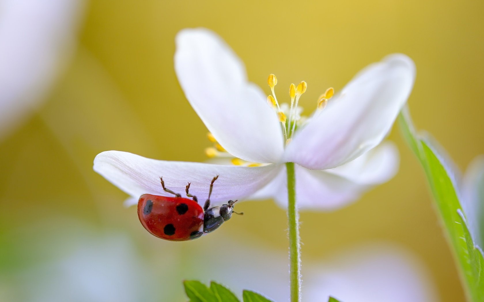 Обои природа, макро, насекомое, цветок, белый, божья коровка, nature, macro, insect, flower, white, ladybug разрешение 2047x1182 Загрузить