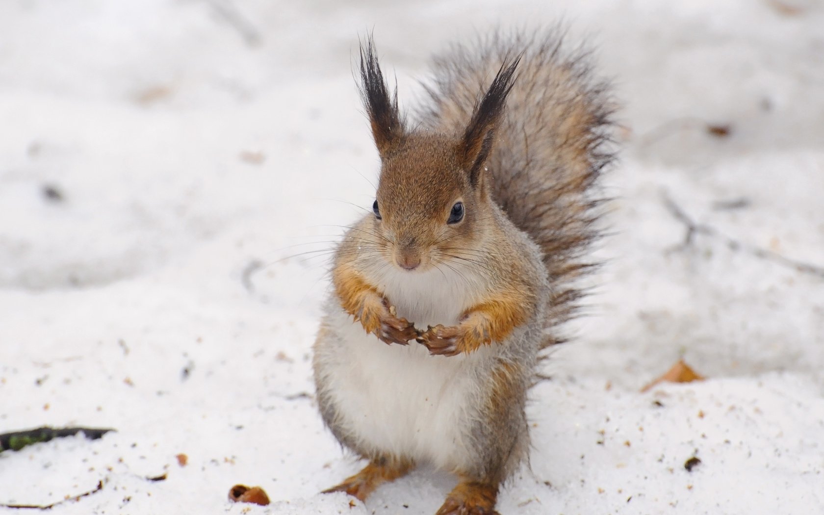 Обои снег, зима, животное, белка, белочка, anna verdina, snow, winter, animal, protein, squirrel разрешение 3084x2468 Загрузить