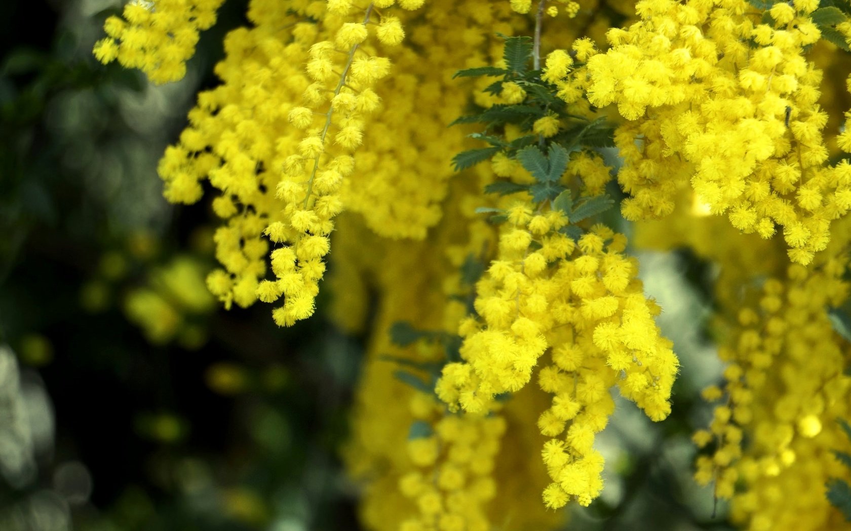 Обои цветы, макро, весна, пушистые, желтые, мимоза, flowers, macro, spring, fluffy, yellow, mimosa разрешение 2048x1361 Загрузить