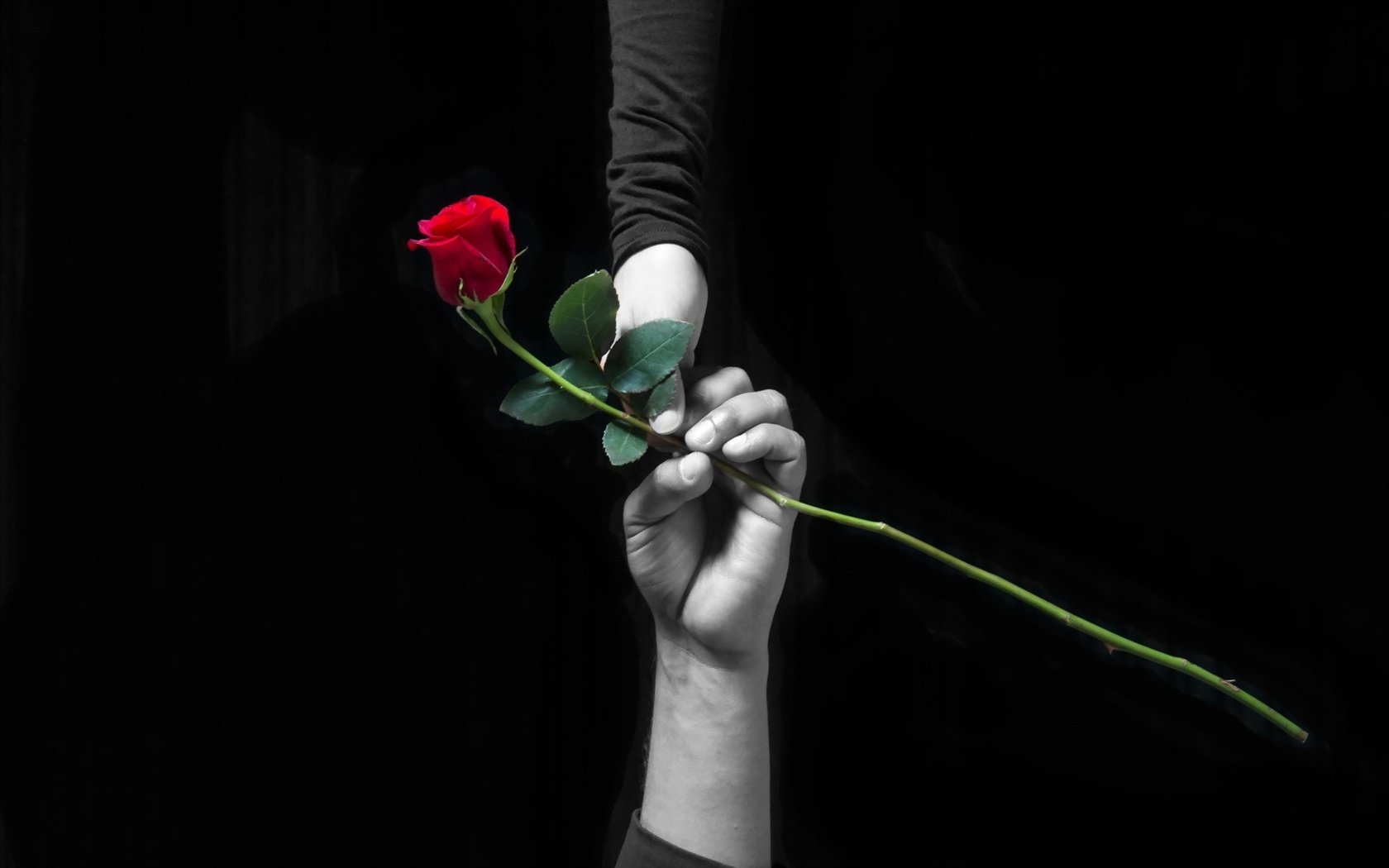 Обои цветок, роза, красная, любовь, черный фон, руки, черный фон, flower, rose, red, love, black background, hands разрешение 1920x1200 Загрузить
