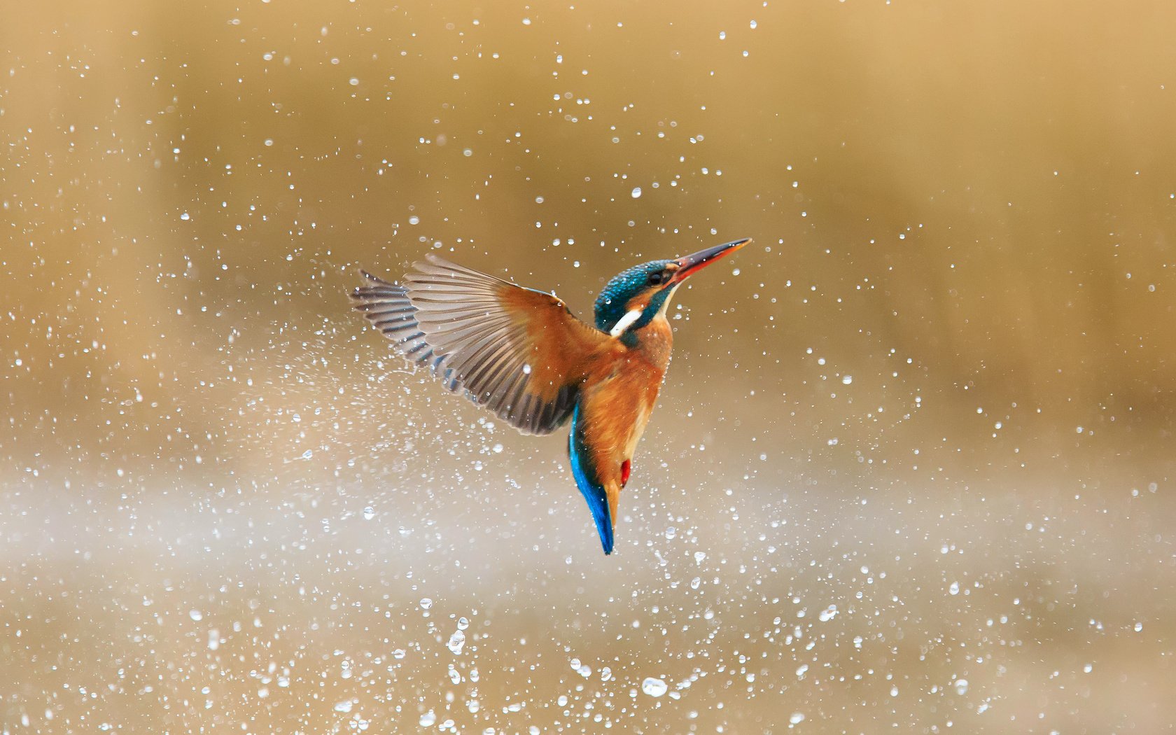 Обои вода, капли, брызги, птица, зимородок, обыкновенный зимородок, alcedo atthis, water, drops, squirt, bird, kingfisher, common kingfisher разрешение 2048x1479 Загрузить