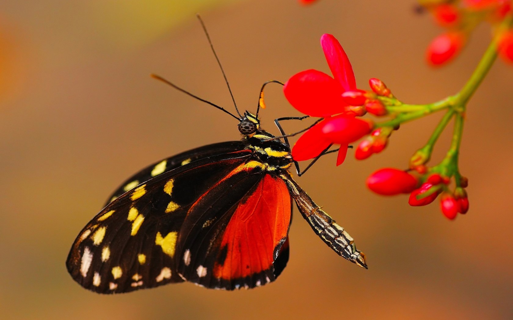 Обои цветы, макро, фон, бабочка, крылья, насекомые, flowers, macro, background, butterfly, wings, insects разрешение 2000x1331 Загрузить