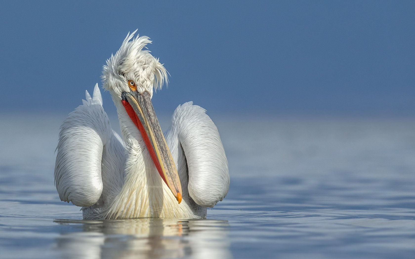 Обои вода, природа, птица, клюв, перья, пеликан, water, nature, bird, beak, feathers, pelican разрешение 1920x1200 Загрузить