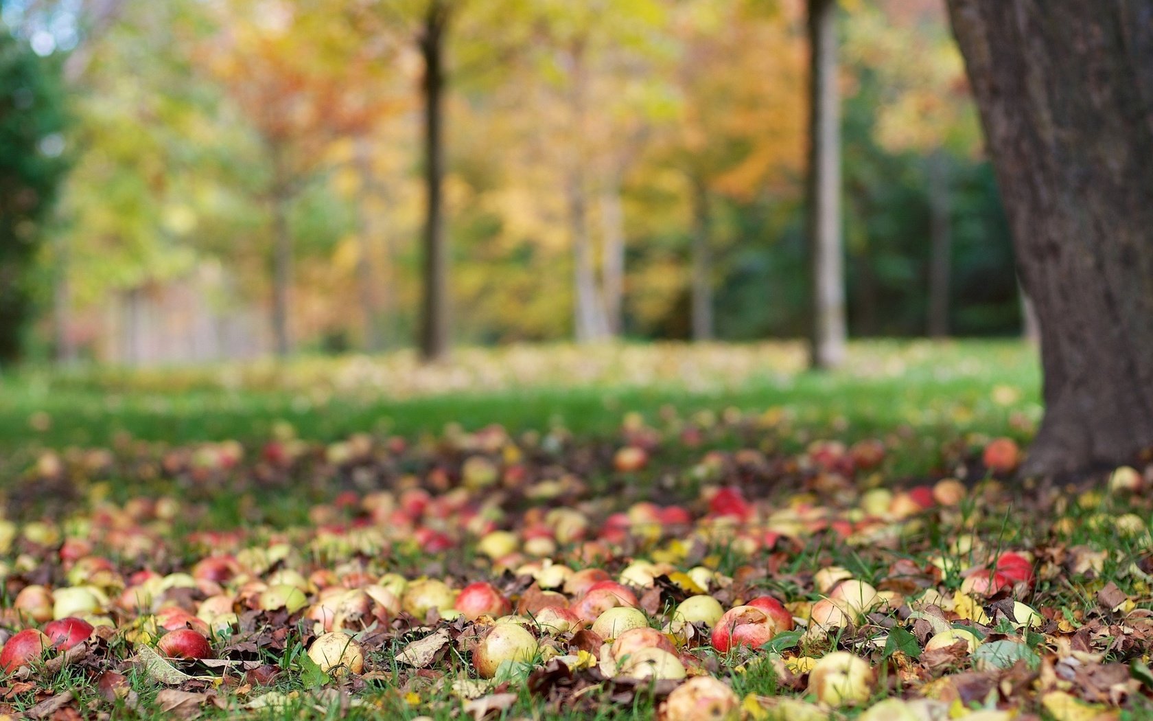 Обои дерево, фрукты, яблоки, осень, урожай, tree, fruit, apples, autumn, harvest разрешение 2048x1356 Загрузить