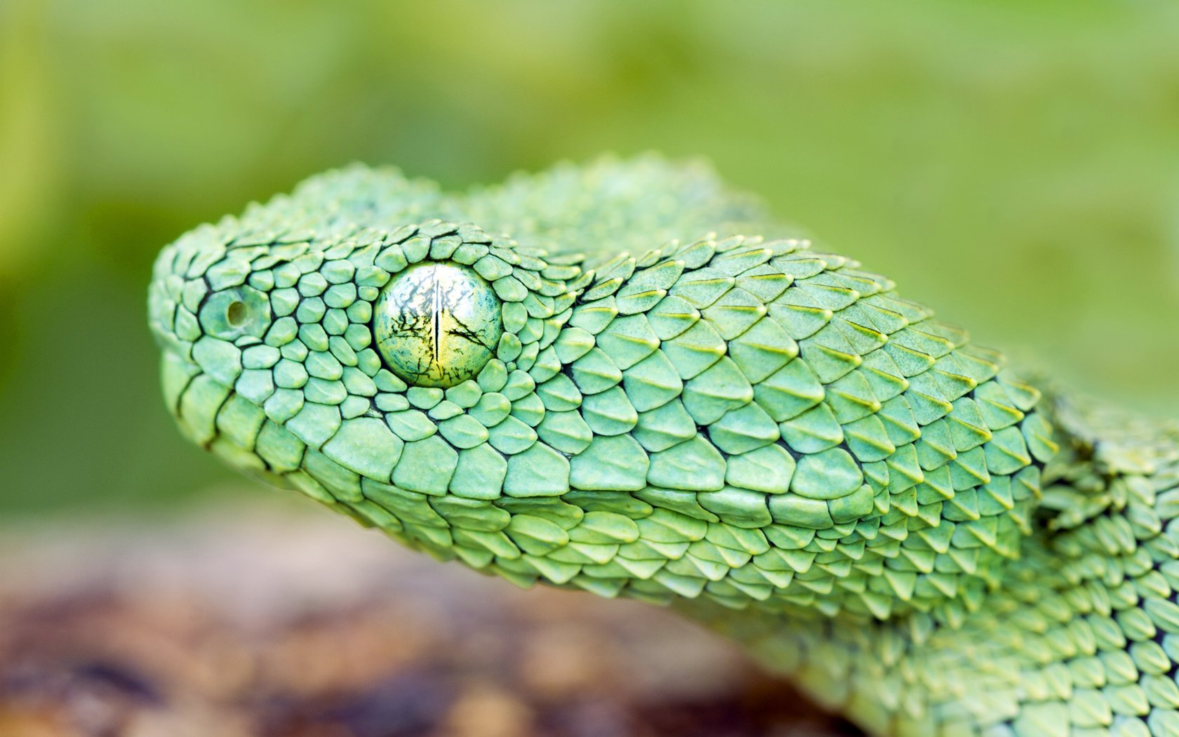 Обои змея, ядовитая змея, https://wallbox.ru/animals/macro-snake-black-background-scales-reptile-w171228, глаз, зеленая, чешуя, голова, древесная, гадюка, : змея, snake, eyes, green, scales, head, wood, viper, : snake разрешение 1920x1200 Загрузить