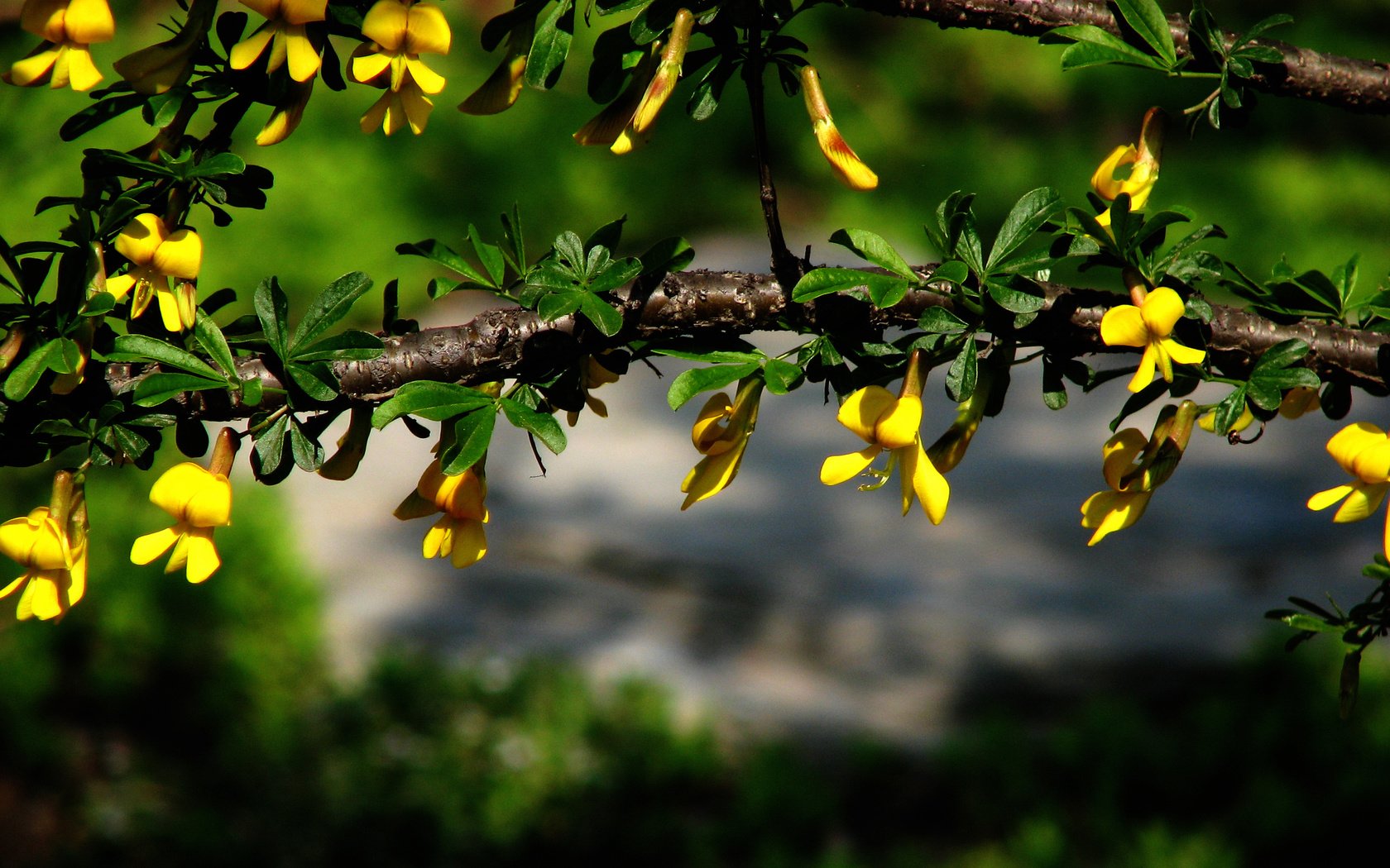 Обои цветы, ветка, листья, макро, размытость, зеленые, желтые, flowers, branch, leaves, macro, blur, green, yellow разрешение 2816x1764 Загрузить