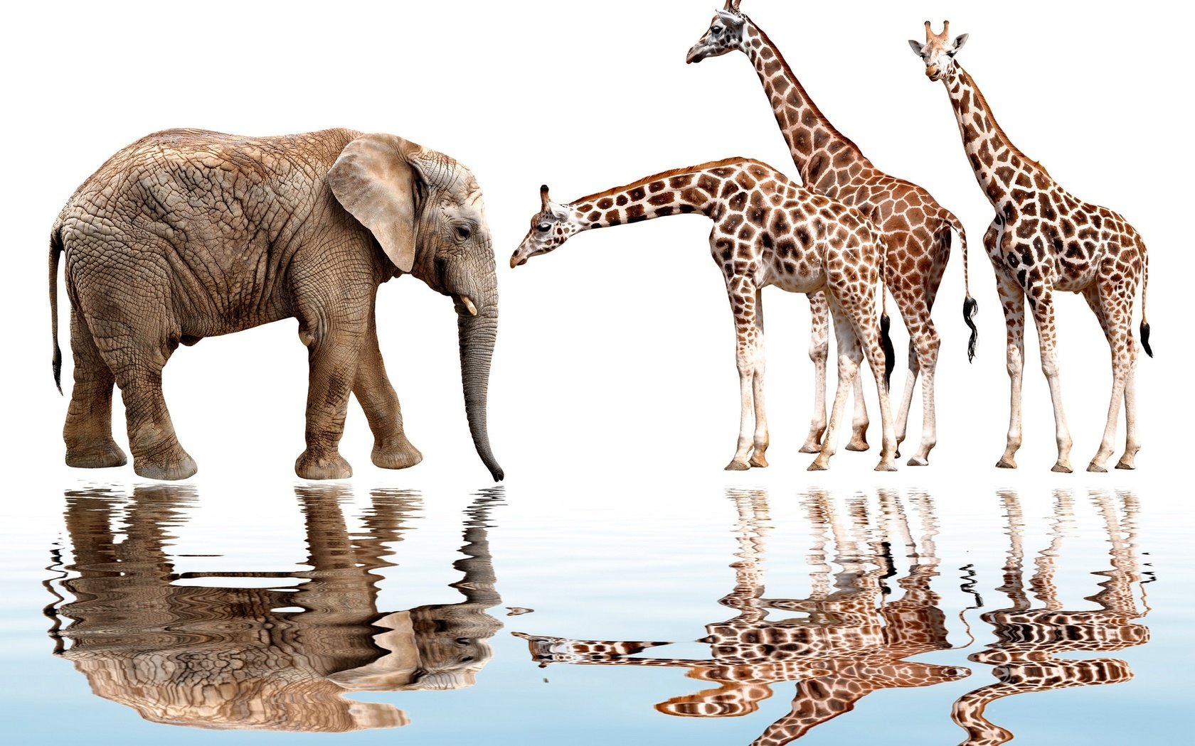 Обои отражение, животные, слон, белый фон, жираф, reflection, animals, elephant, white background, giraffe разрешение 1920x1417 Загрузить