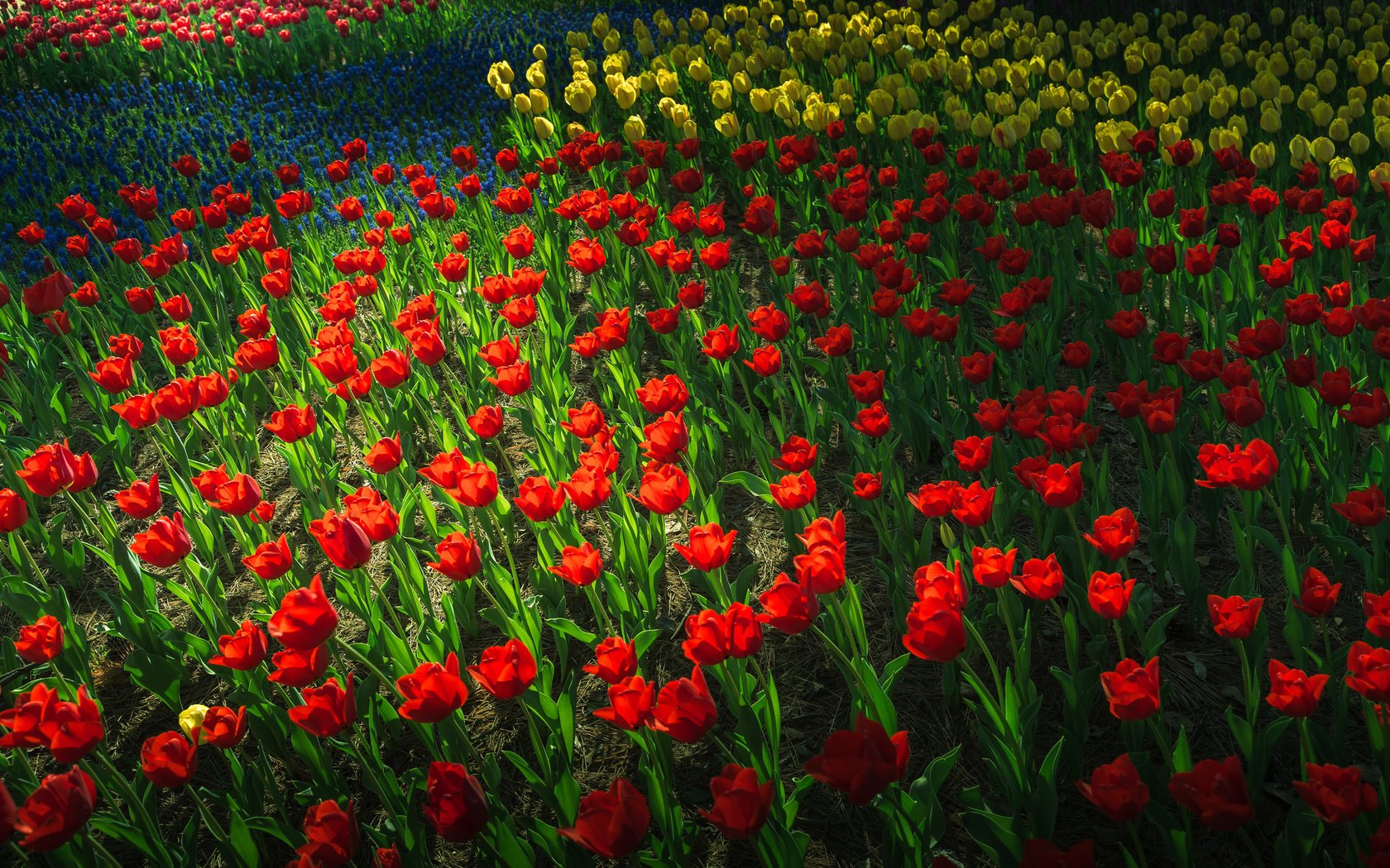 Обои цветы, парк, сад, весна, тюльпаны, клумба, flowers, park, garden, spring, tulips, flowerbed разрешение 2048x1365 Загрузить
