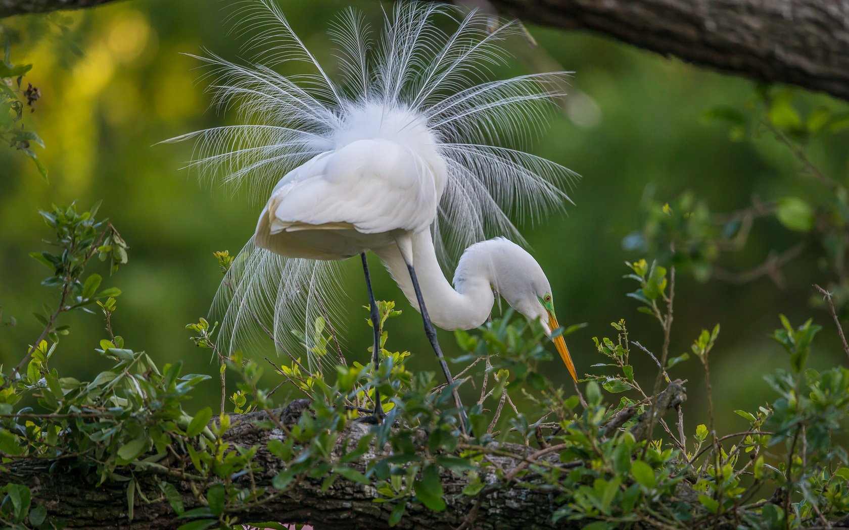 Обои природа, птица, перья, хвост, цапля, птаха, белая цапля, nature, bird, feathers, tail, heron, white egret разрешение 2048x1365 Загрузить