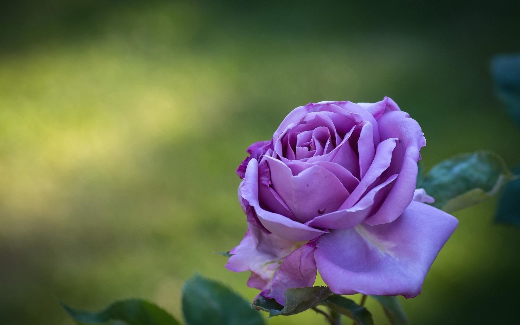 Обои цветок, роза, лепестки, фиолетовый, бутон, flower, rose, petals, purple, bud разрешение 1920x1200 Загрузить