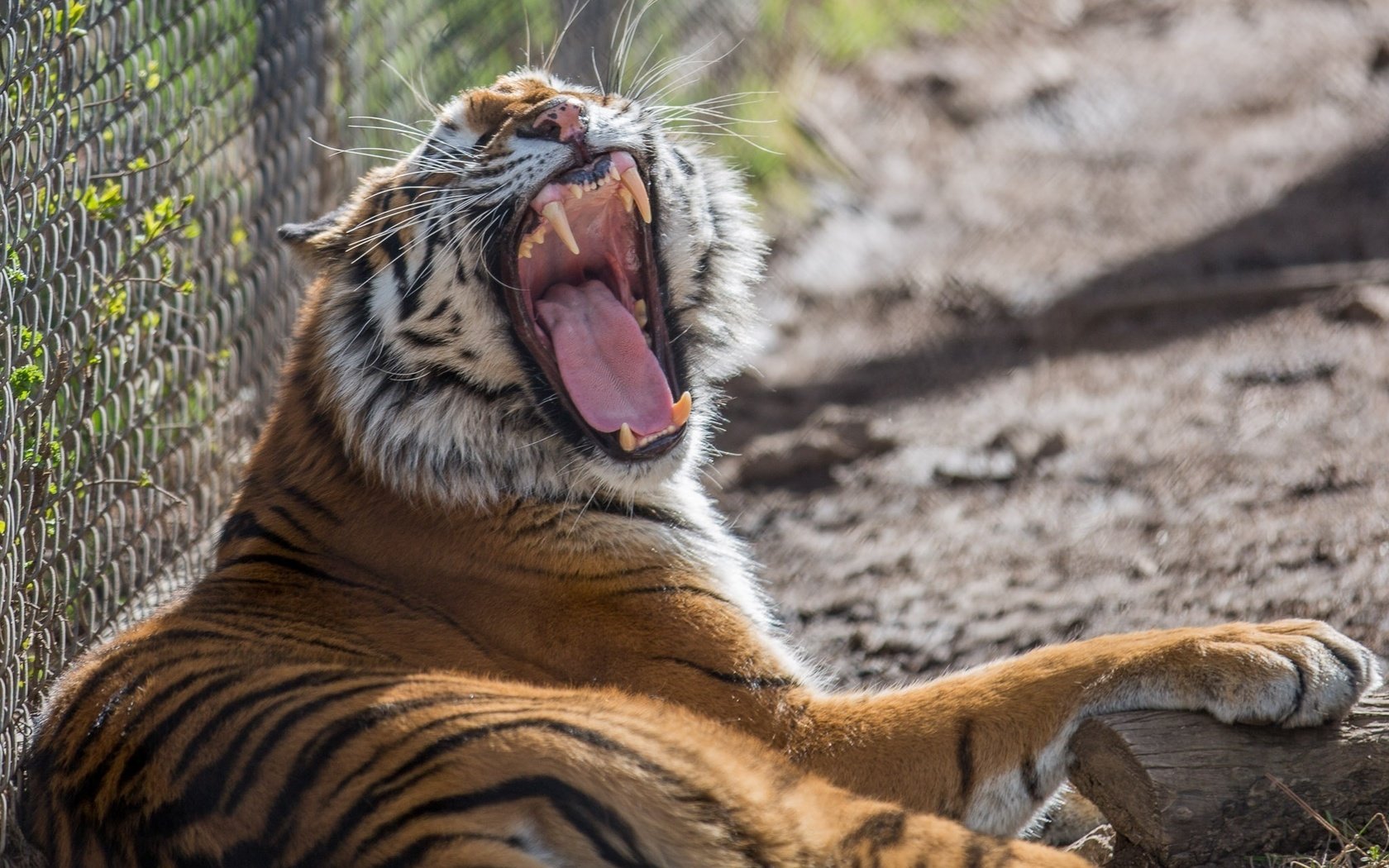 Обои тигр, клыки, хищник, зевает, зоопарк, дикая кошка, tiger, fangs, predator, yawns, zoo, wild cat разрешение 2048x1357 Загрузить