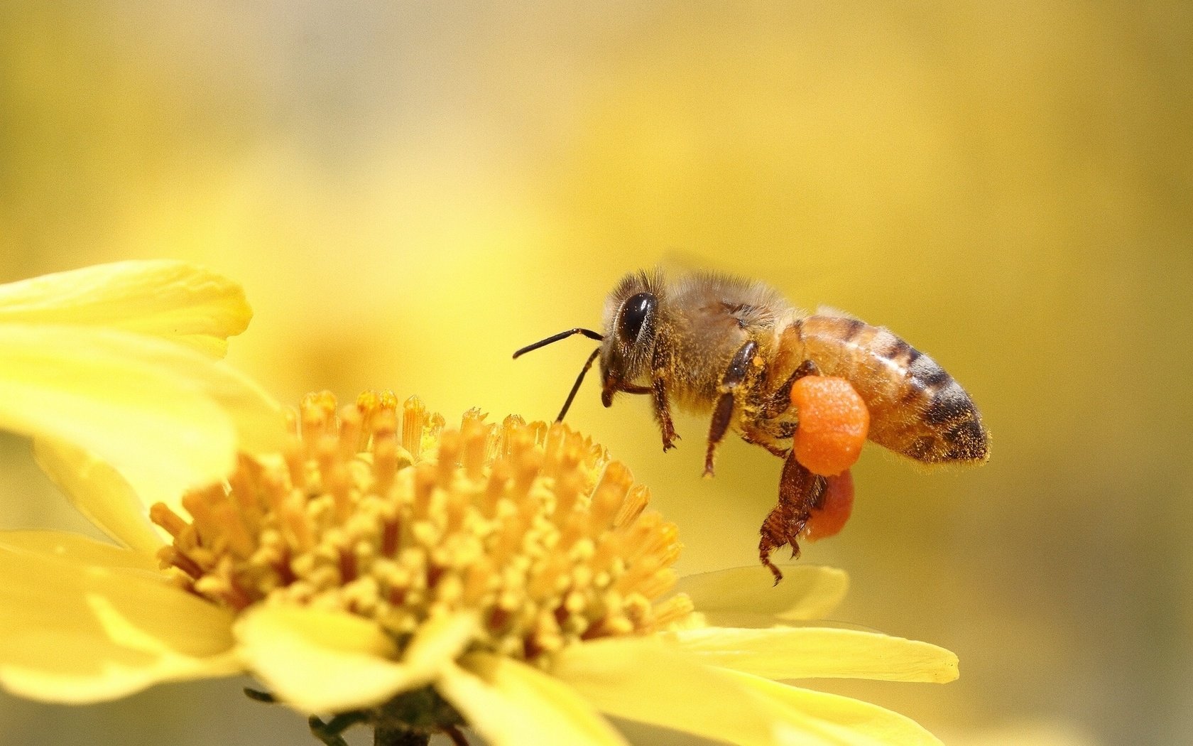 Обои макро, насекомое, цветок, пчела, игруха, м, macro, insect, flower, bee, ., m разрешение 1920x1200 Загрузить