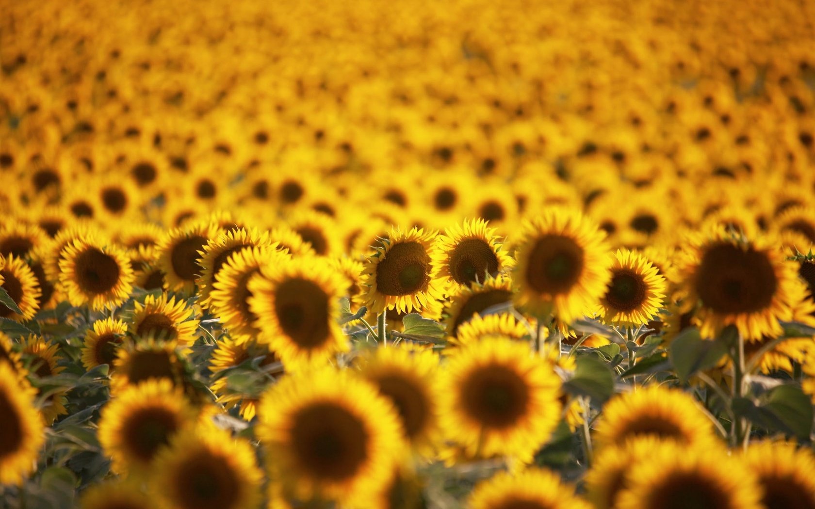 Обои цветы, поле, лето, подсолнухи, желтые, flowers, field, summer, sunflowers, yellow разрешение 2048x1361 Загрузить