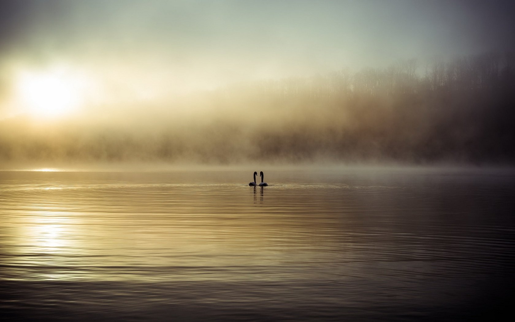 Обои озеро, туман, птицы, лебеди, lake, fog, birds, swans разрешение 1920x1080 Загрузить