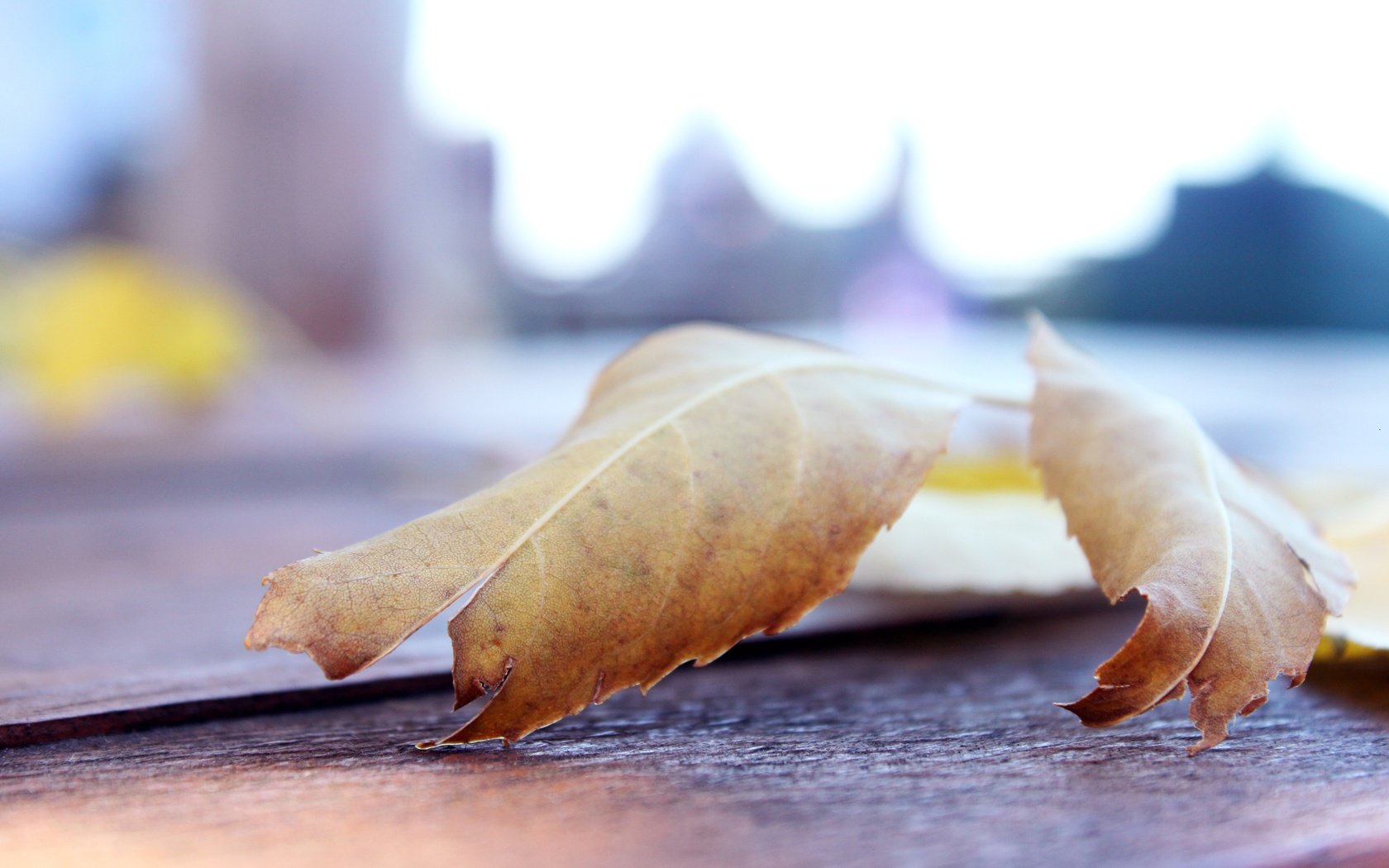 Обои макро, листок, осень, лист, macro, leaf, autumn, sheet разрешение 4752x3168 Загрузить