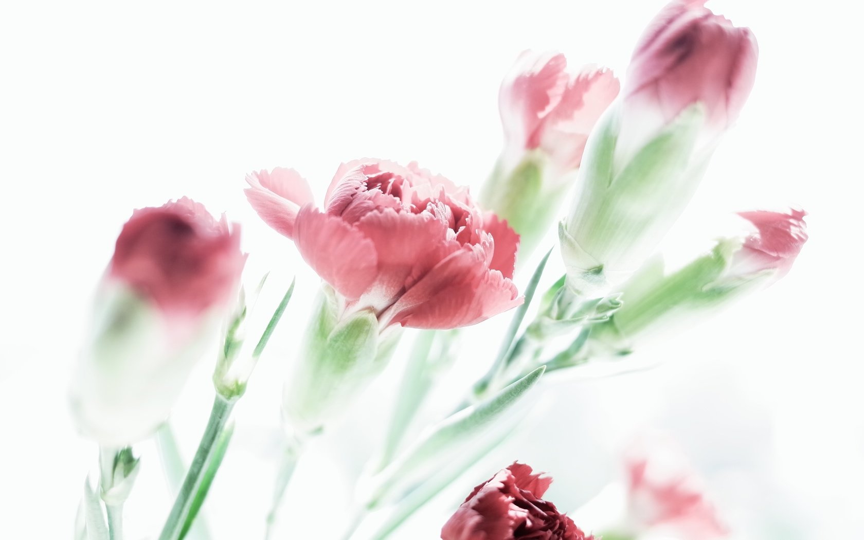 Обои цветы, красные, белый фон, гвоздики, flowers, red, white background, clove разрешение 2563x1697 Загрузить