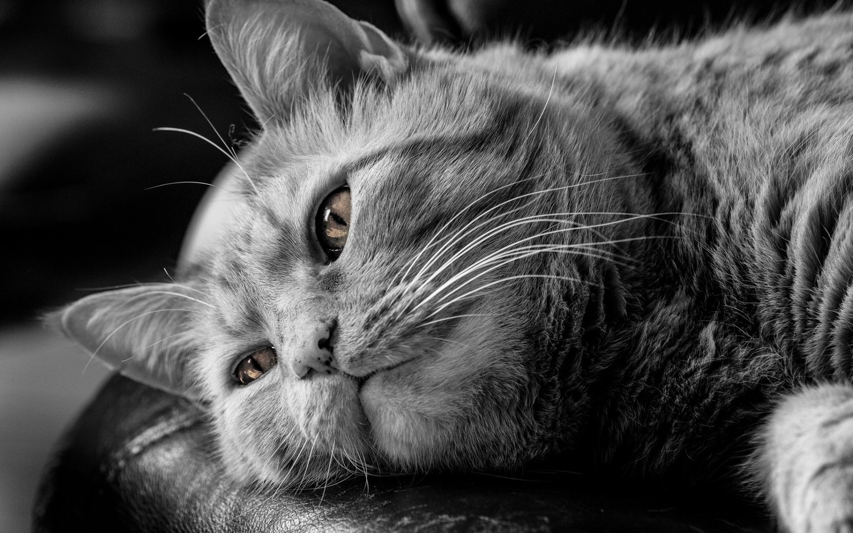 Обои глаза, кот, мордочка, усы, кошка, чёрно-белое, задумчивость, eyes, cat, muzzle, mustache, black and white, reverie разрешение 1920x1200 Загрузить