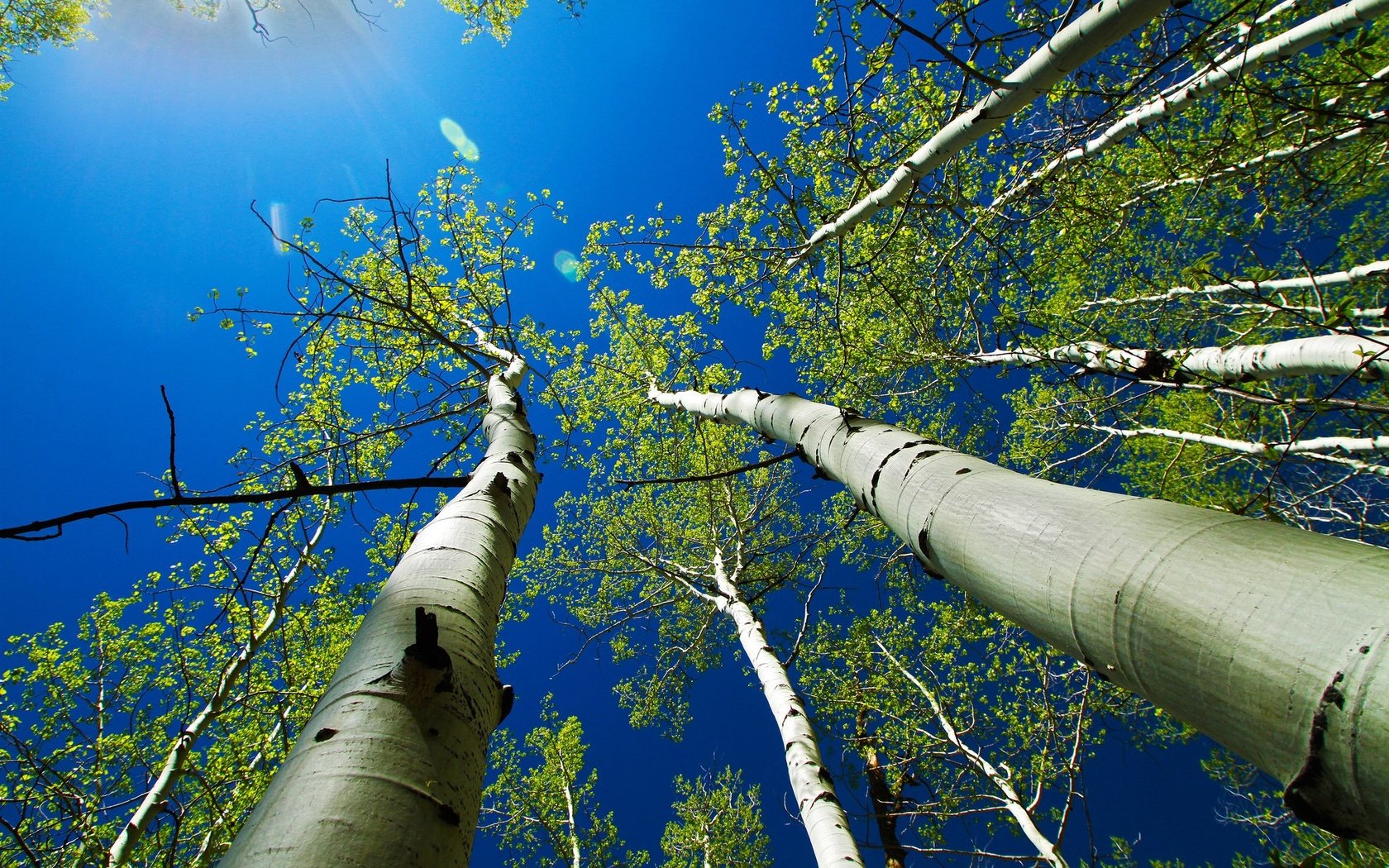 Обои небо, деревья, листья, лучи, ствол, осина, the sky, trees, leaves, rays, trunk, aspen разрешение 1920x1254 Загрузить