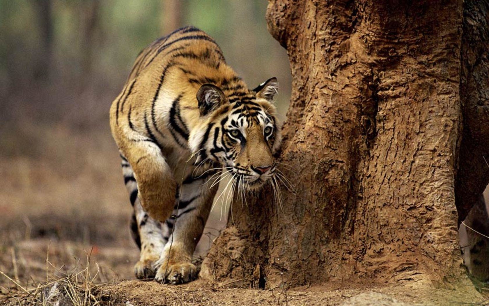 Обои тигр, морда, усы, лапы, хищник, большая кошка, охота, tiger, face, mustache, paws, predator, big cat, hunting разрешение 1920x1080 Загрузить