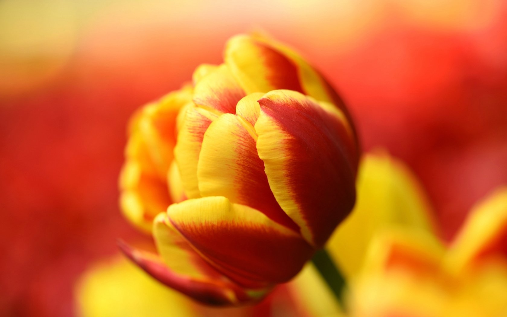 Обои природа, макро, лепестки, бутон, тюльпан, nature, macro, petals, bud, tulip разрешение 2048x1367 Загрузить
