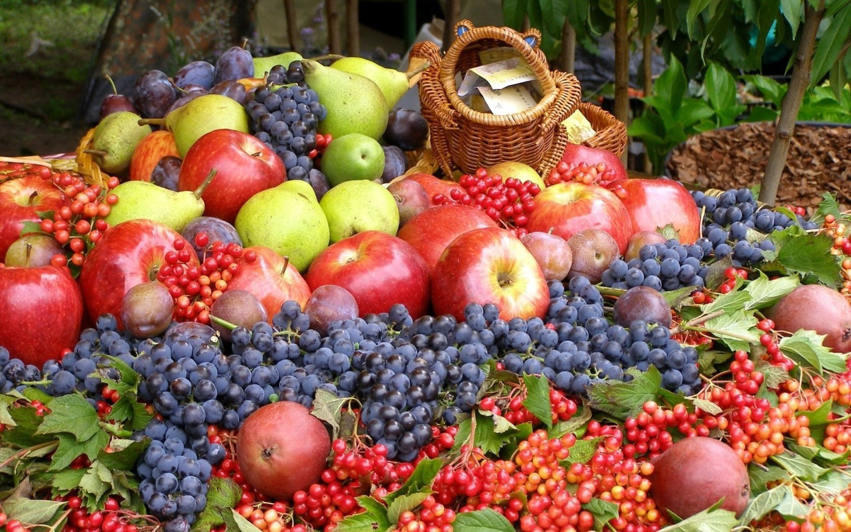Обои виноград, фрукты, яблоки, ягоды, урожай, груши, сливы, калина, grapes, fruit, apples, berries, harvest, pear, plum, kalina разрешение 1920x1440 Загрузить