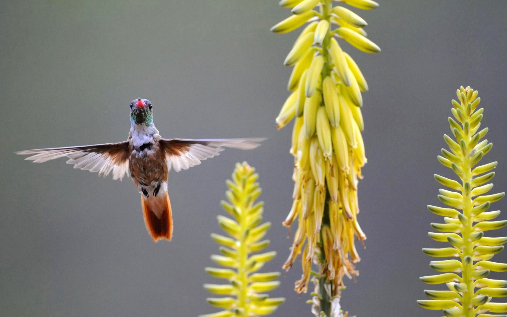 Обои цветы, крылья, птица, желтые, колибри, птаха, flowers, wings, bird, yellow, hummingbird разрешение 1920x1080 Загрузить