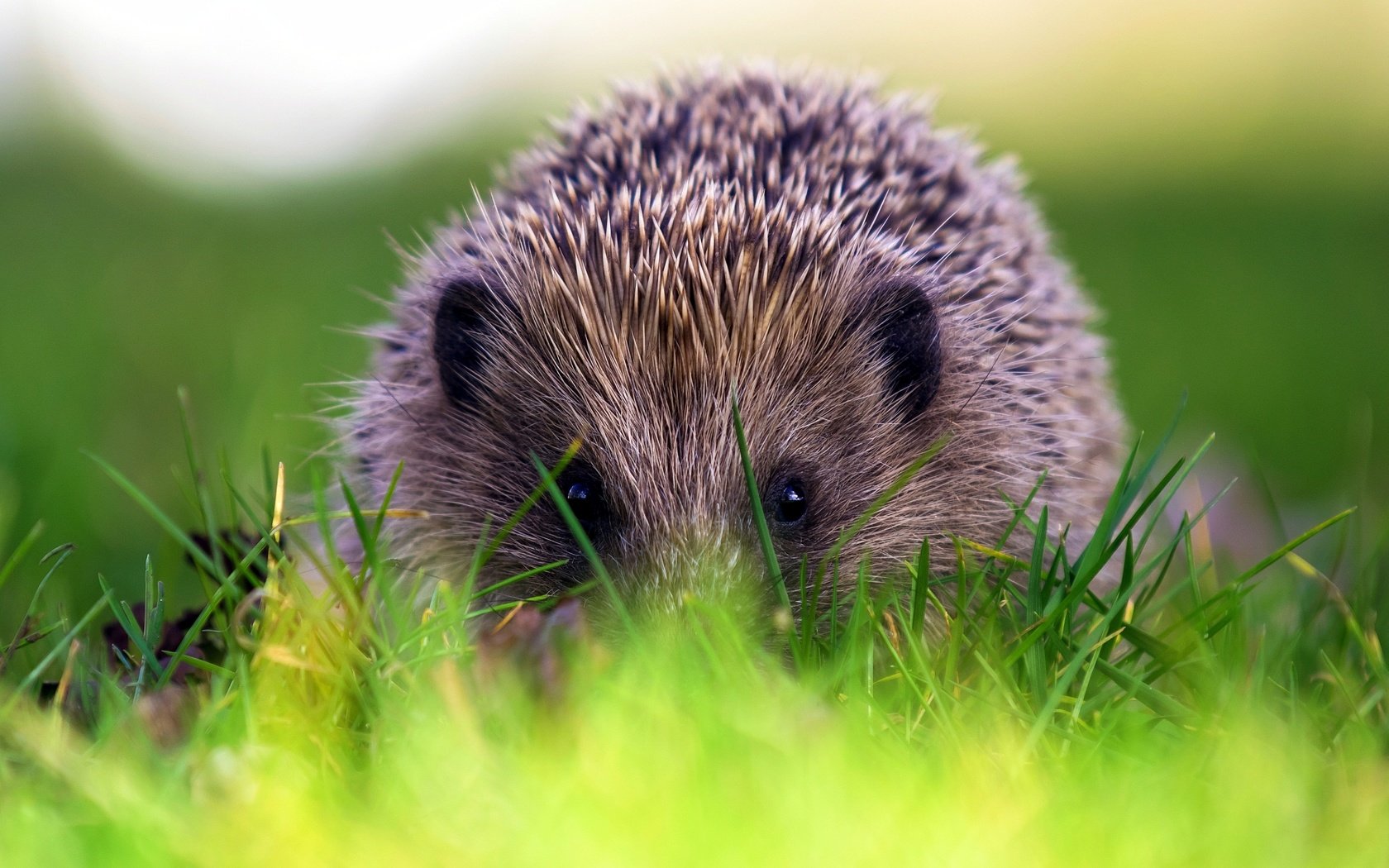 Обои трава, природа, фон, ежик, еж, grass, nature, background, hedgehog разрешение 2563x1658 Загрузить