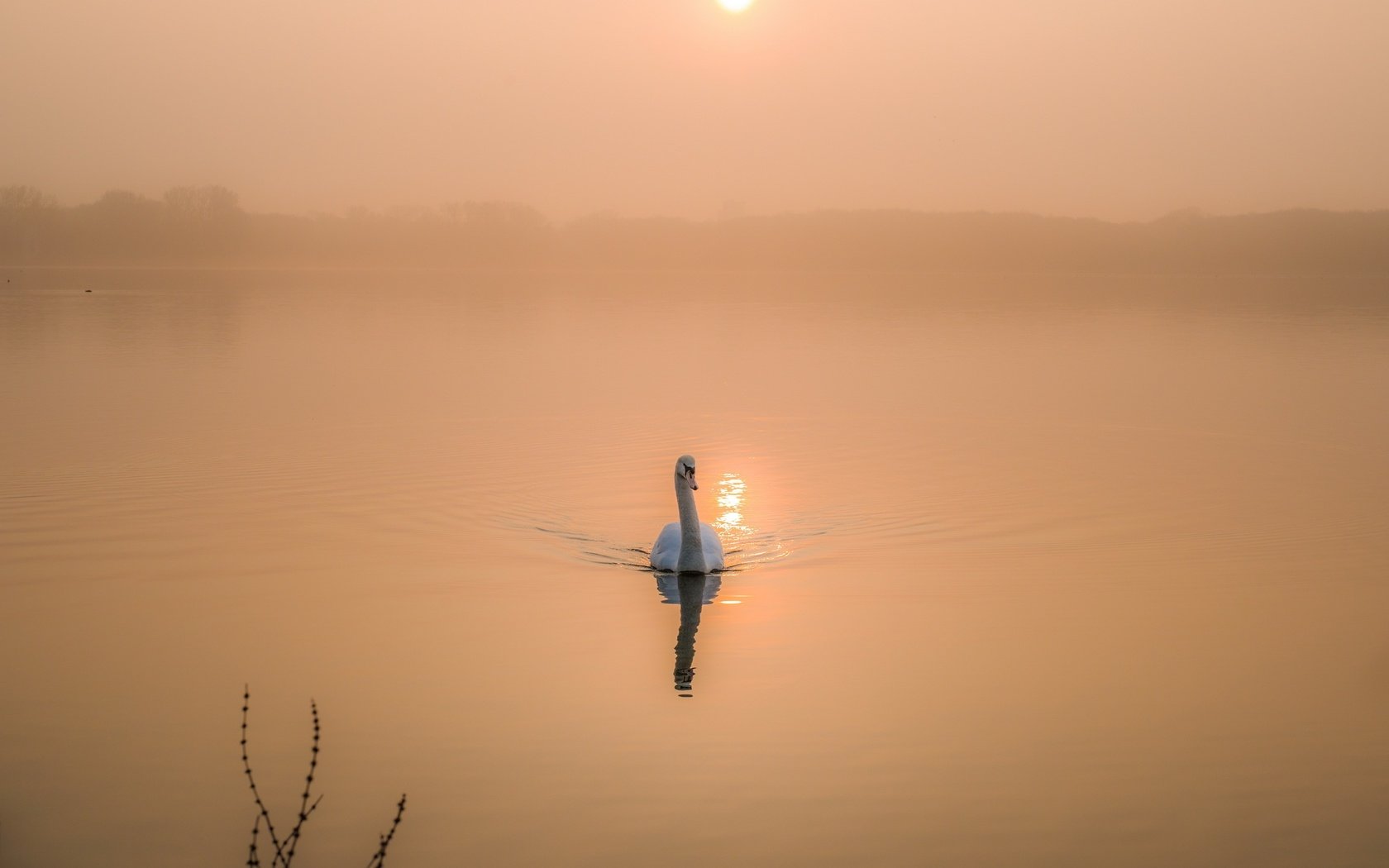 Обои озеро, утро, рассвет, птица, лебедь, lake, morning, dawn, bird, swan разрешение 2560x1708 Загрузить