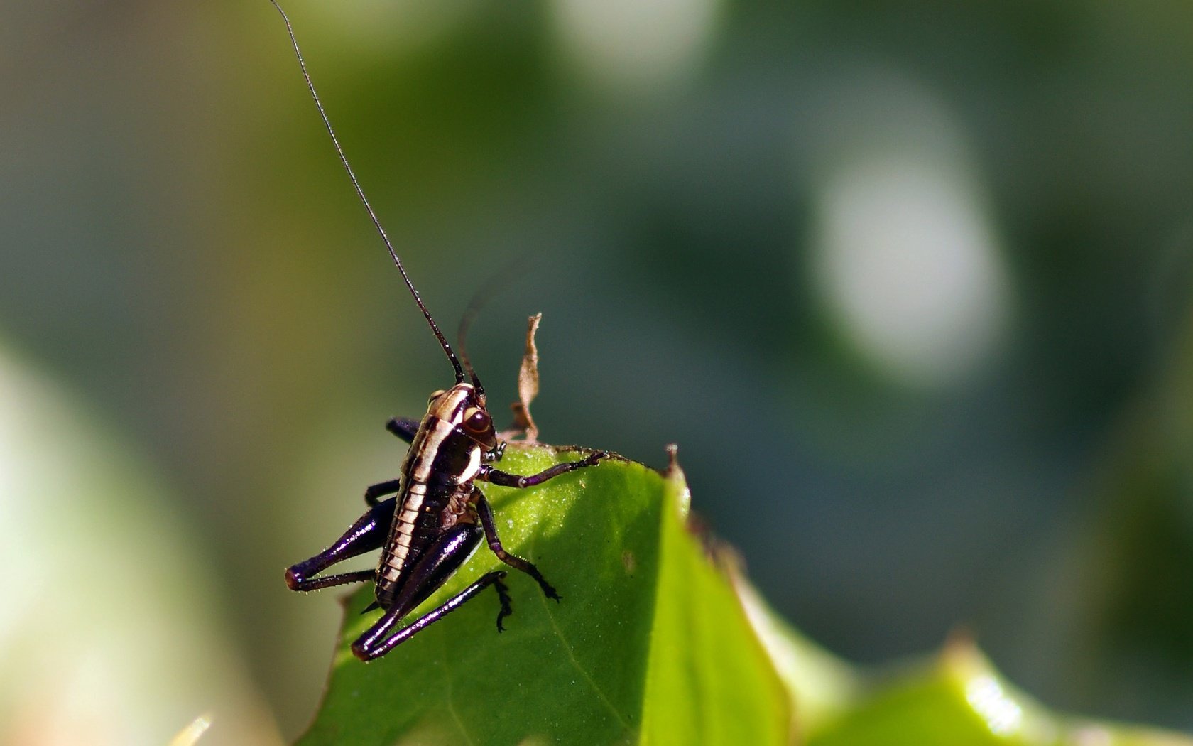 Обои макро, насекомое, лист, кузнечик, ziva & amir, macro, insect, sheet, grasshopper разрешение 2159x1490 Загрузить