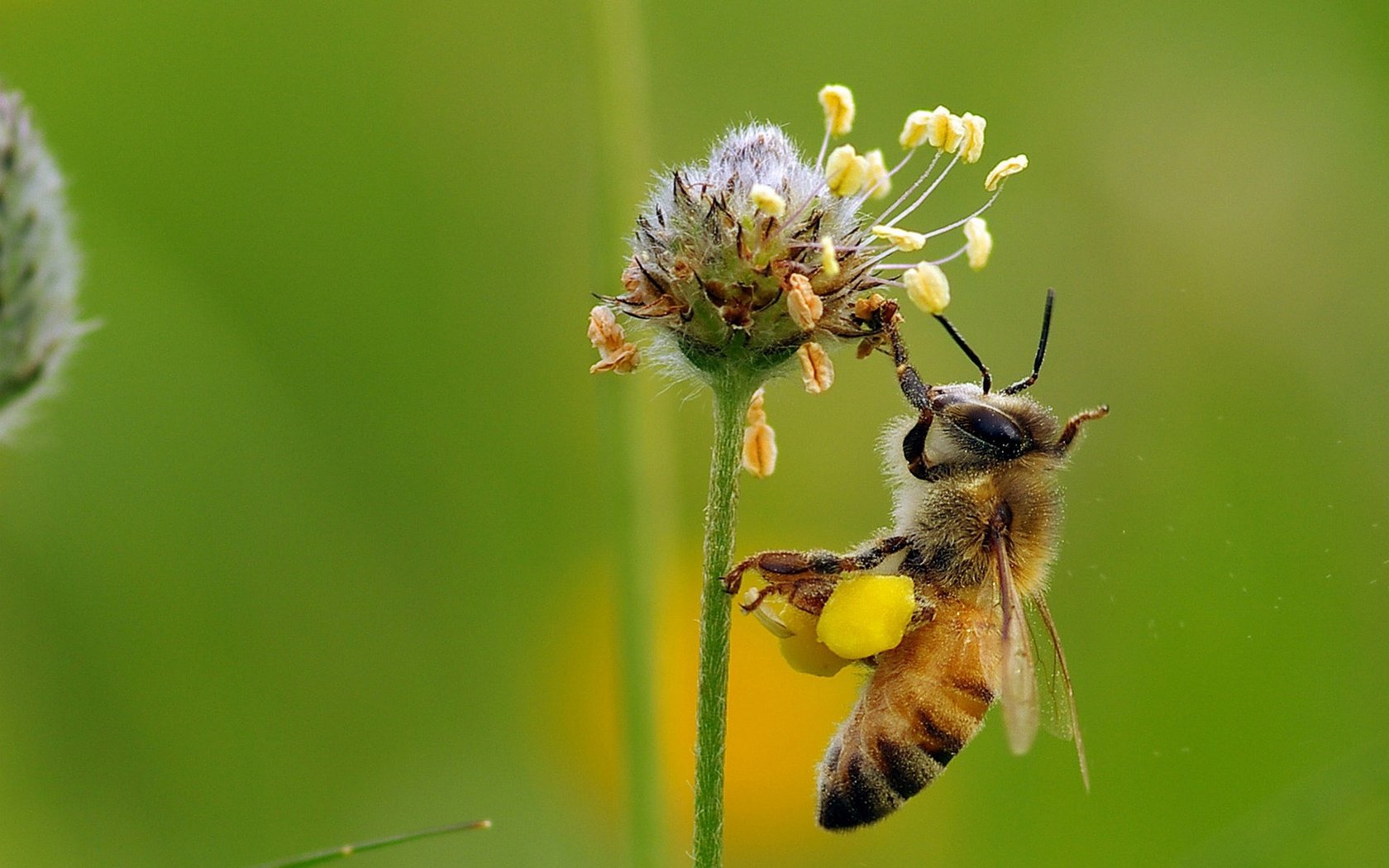 Обои макро, насекомое, цветок, пчела, мед, нектар, ziva & amir, macro, insect, flower, bee, honey, nectar разрешение 1920x1410 Загрузить