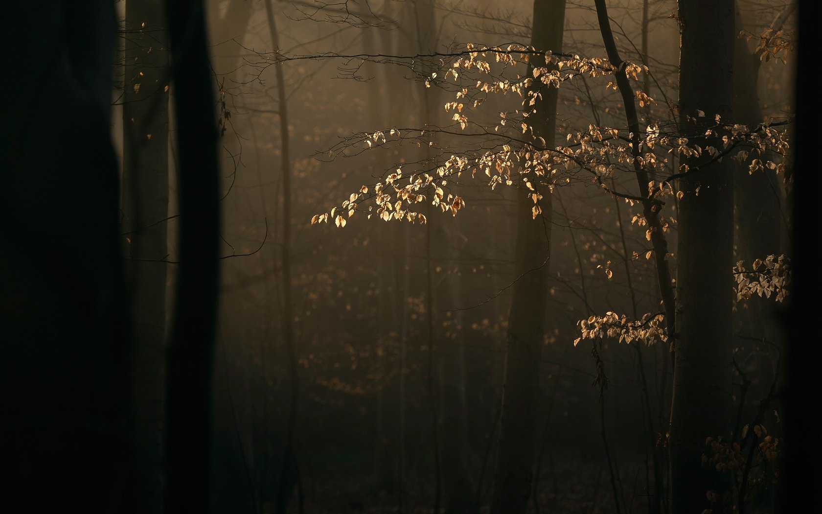 Обои деревья, лес, ветки, солнечный свет, trees, forest, branches, sunlight разрешение 2048x1365 Загрузить