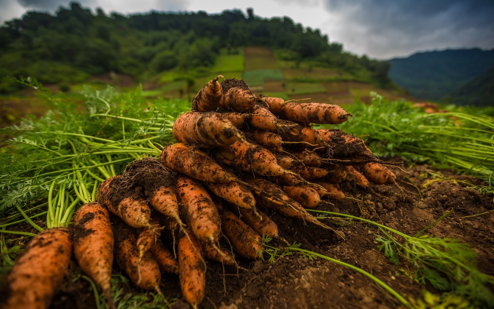 Обои земля, макро, овощи, морковь, оранжевая, ботва, earth, macro, vegetables, carrots, orange, tops разрешение 2048x1365 Загрузить